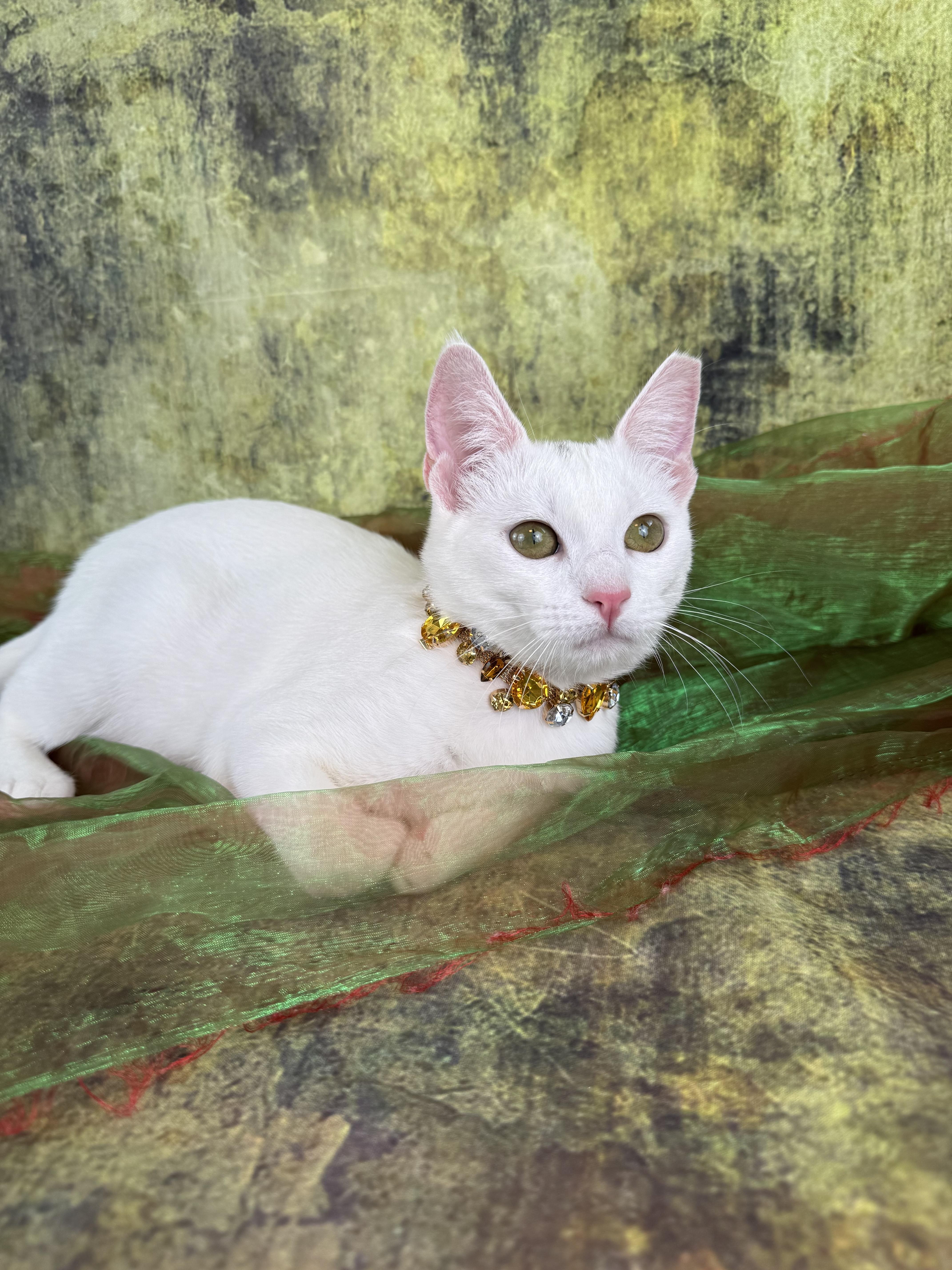 Enlarge Bianca , a ADOPTABLE mixed breed in Houston, TX image 6/6