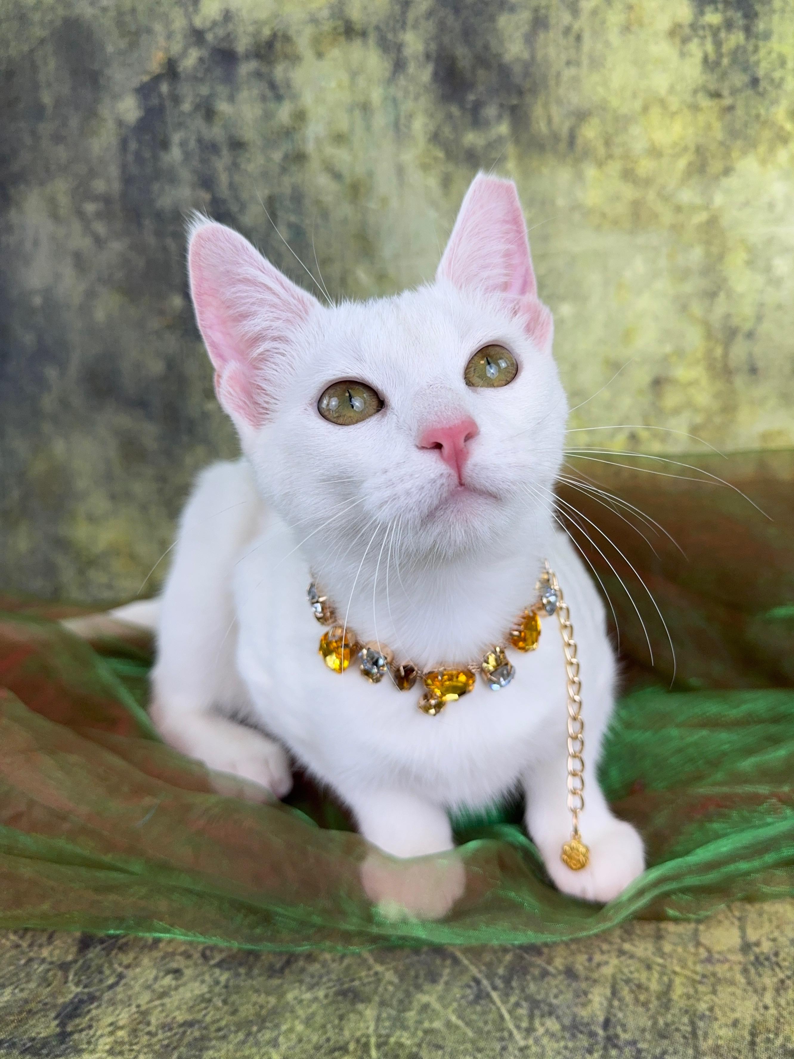 Enlarge Bianca , a ADOPTABLE mixed breed in Houston, TX image 2/6