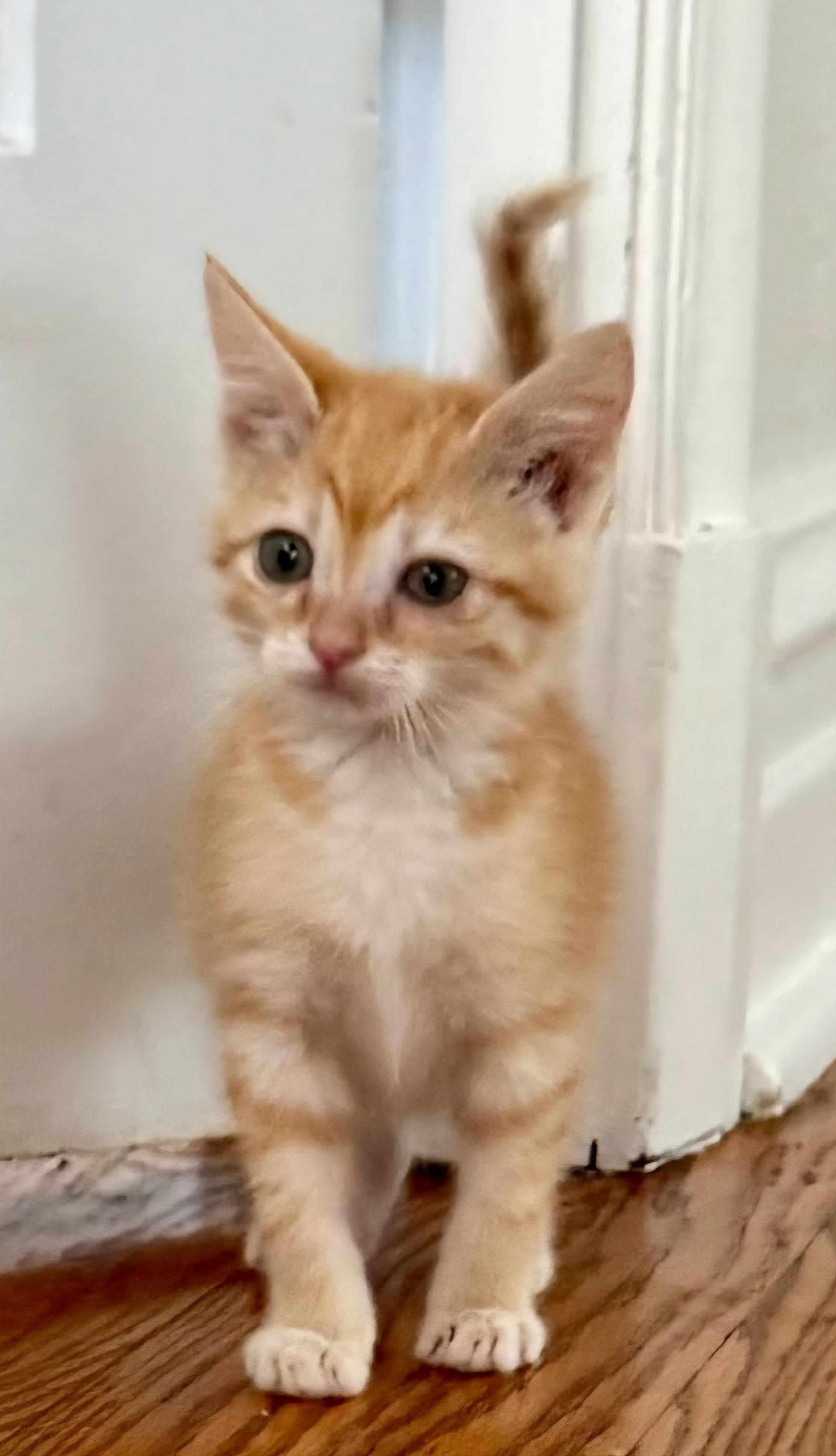 French Fry , adoptable, Kitten Female Domestic Short Hair.
