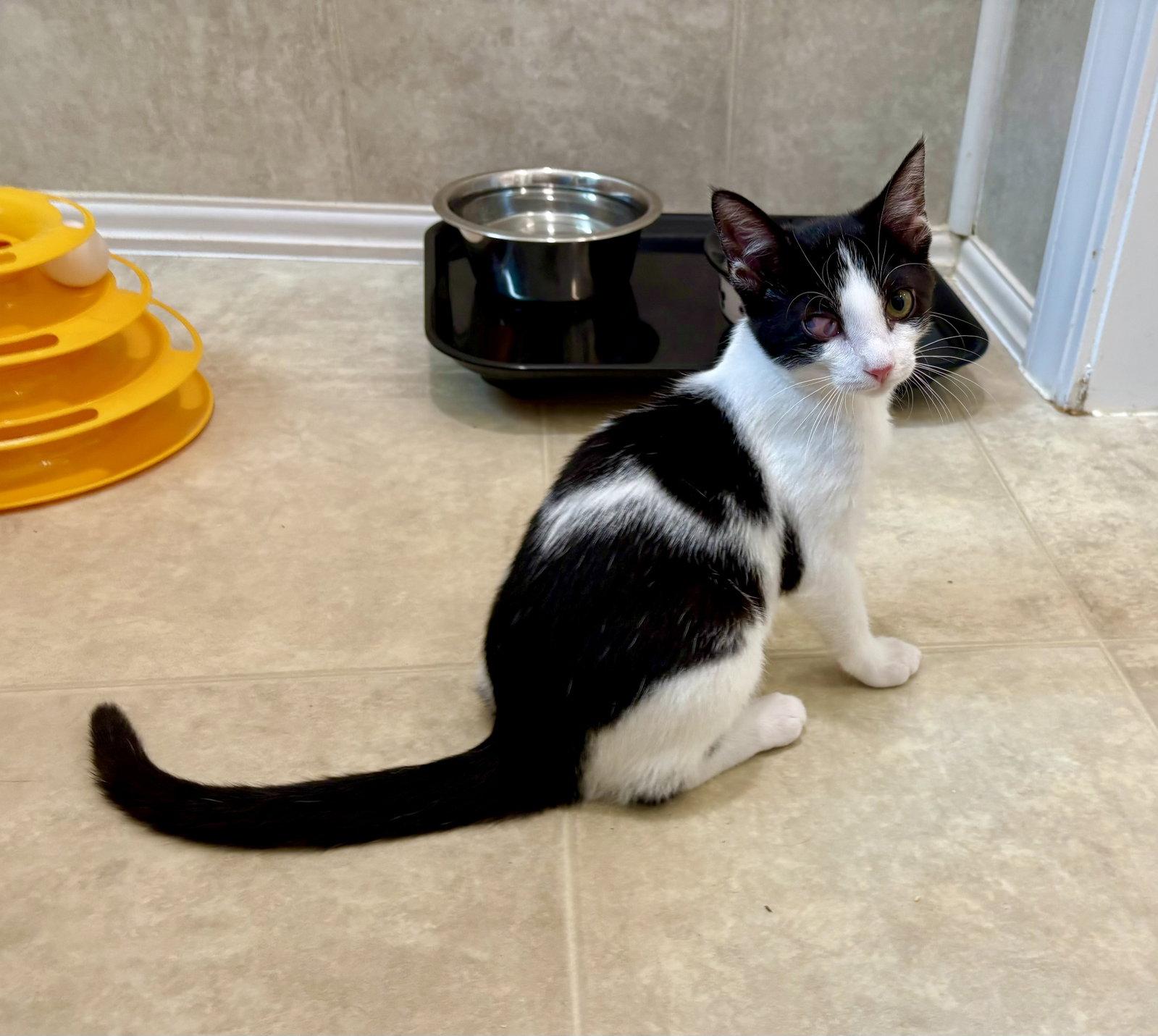 Nesha, Adoptable, Kitten Female Domestic Short Hair & Tuxedo.