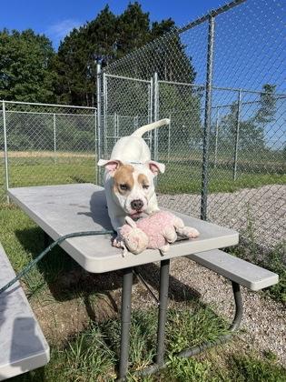 Valentino, Adoptable, Young Male Mixed Breed & Mixed Breed.