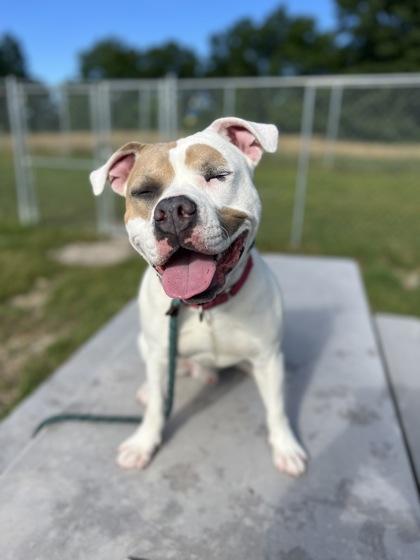Enlarge Valentino, a Adoptable mixed breed in Traverse City, MI image 2/3