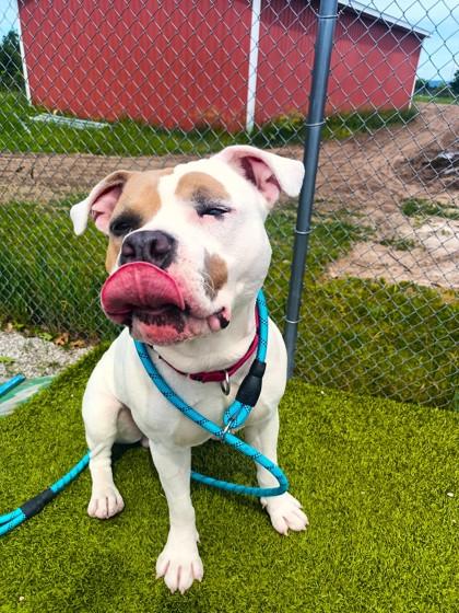 Valentino, Adoptable, Young Male Mixed Breed & Mixed Breed.