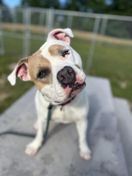 Enlarge Valentino, a Adoptable mixed breed in Traverse City, MI image 3/3
