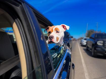 Valentino, a Adoptable mixed breed in Traverse City, MI image 2/3