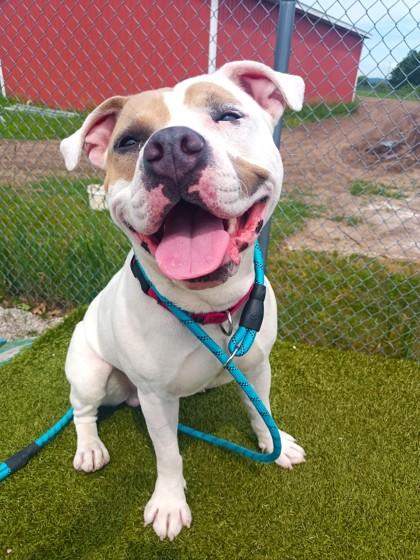 Valentino, a Adoptable mixed breed in Traverse City, MI image 3/3