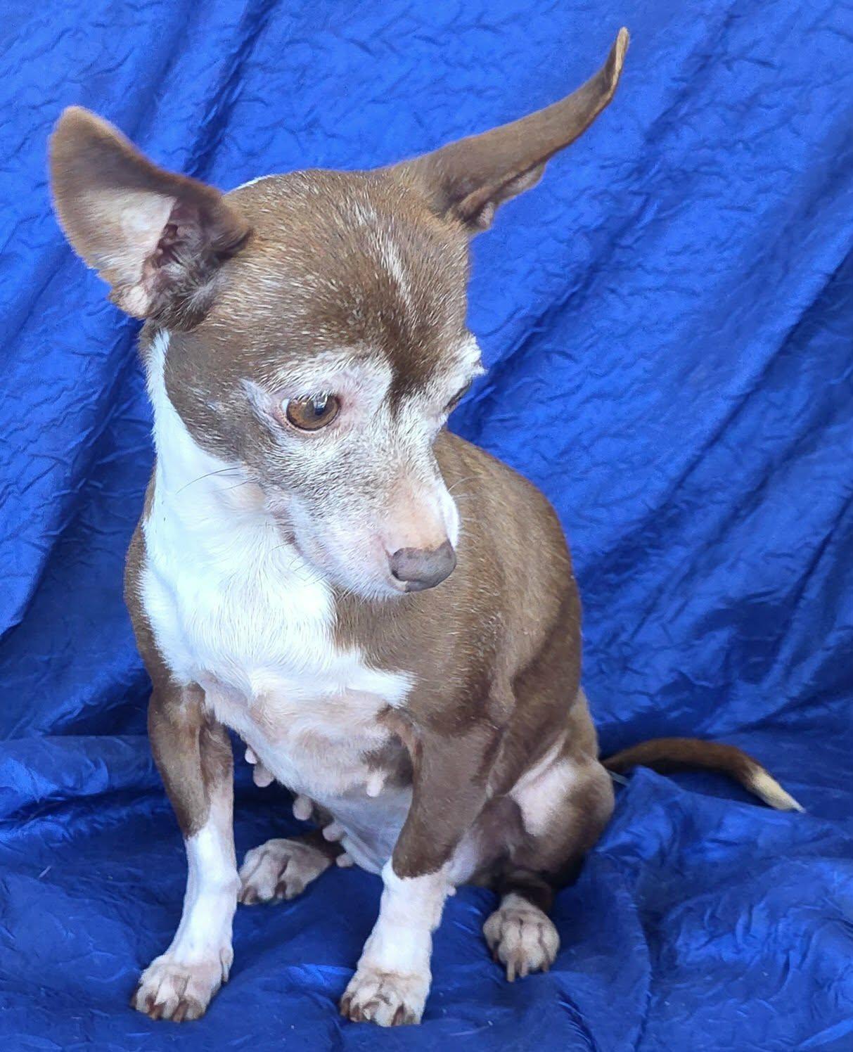 Rita the Chia — thumbnail 2