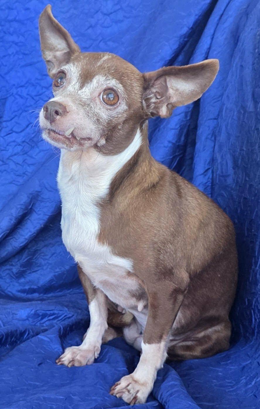 Rita the Chia — thumbnail 3