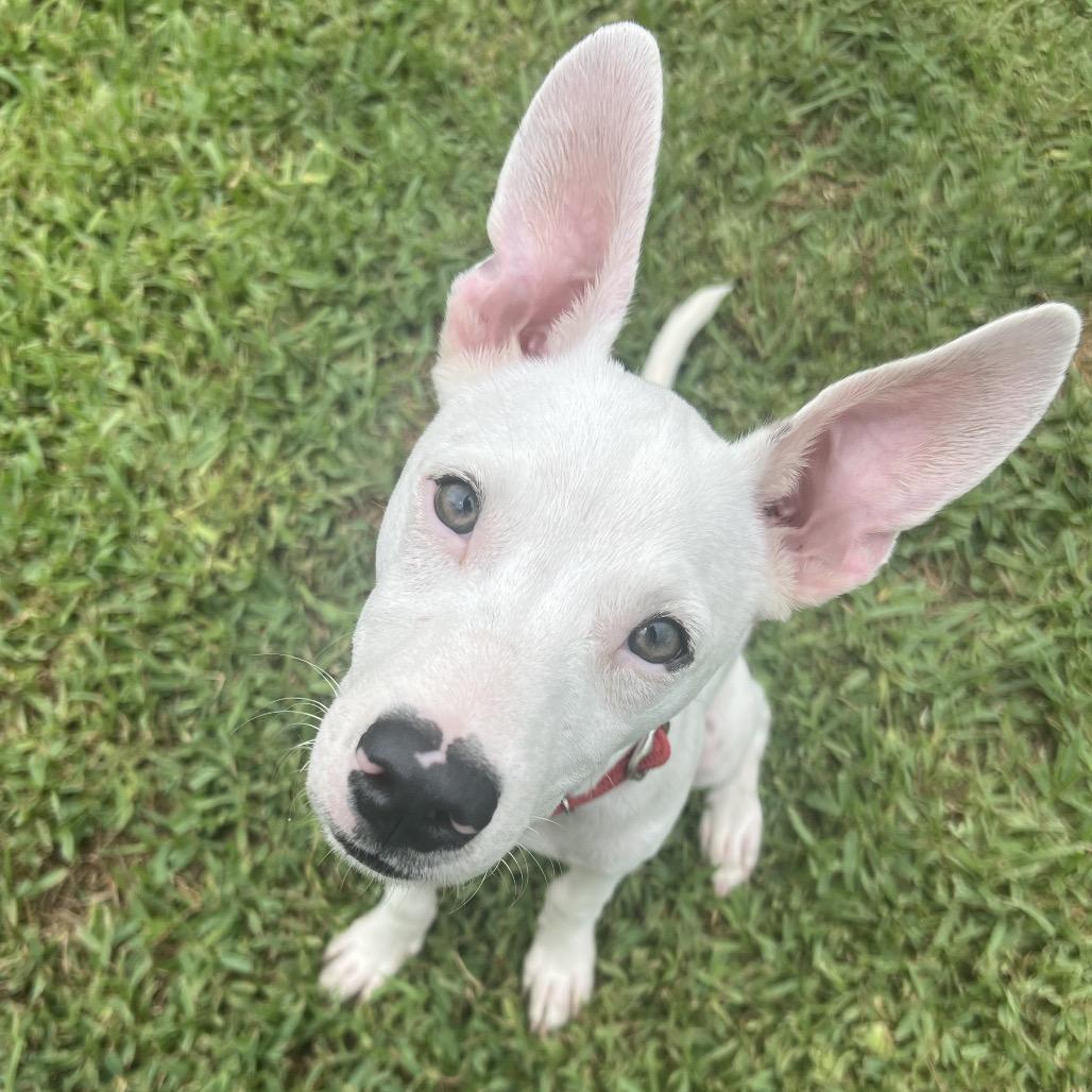 Enlarge Slim Shady, a Adopted mixed breed in Richmond, VA image 6/6