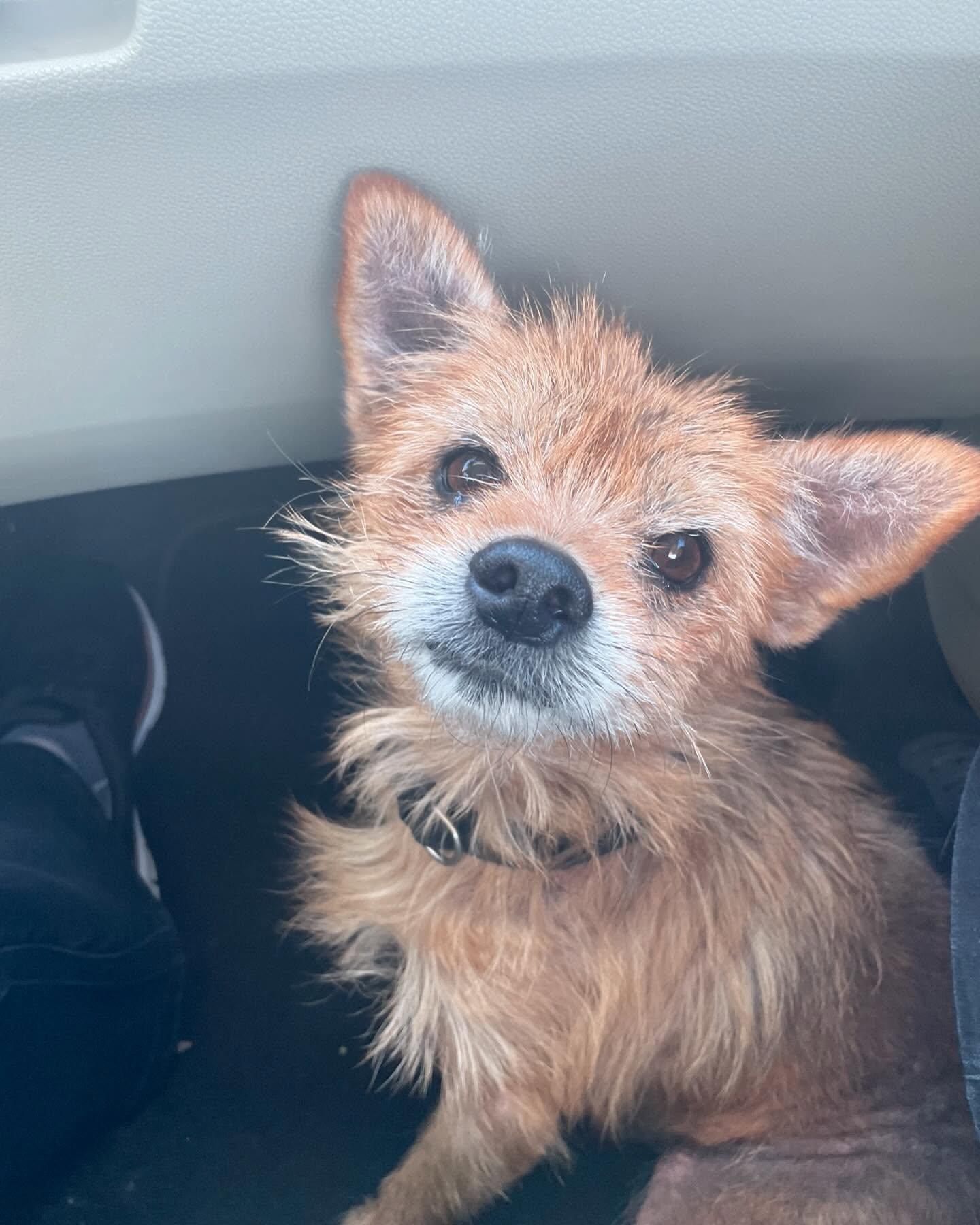 Enlarge Foster (a/k/a Foxy), a Adopted mixed breed in Smithfield, NC image 1/2
