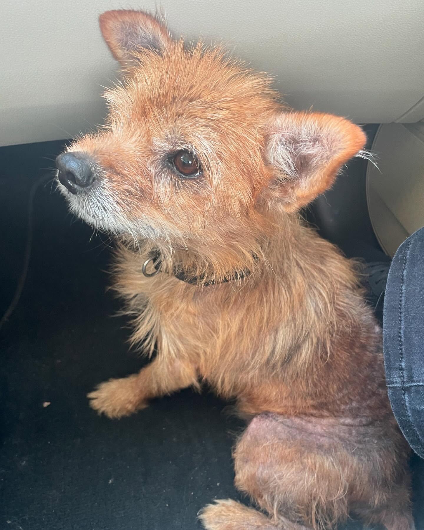 Enlarge Foster (a/k/a Foxy), a Adopted mixed breed in Smithfield, NC image 2/2