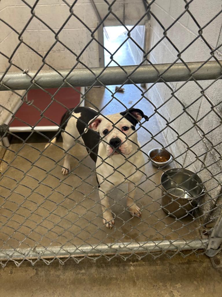 Walawala, a Adoptable Pit Bull Terrier in Chickamauga , GA image 1/4