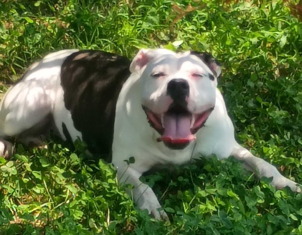 Walawala, a Adoptable Pit Bull Terrier in Chickamauga , GA image 2/4