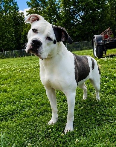 Walawala, a Adoptable Pit Bull Terrier in Chickamauga , GA image 3/4