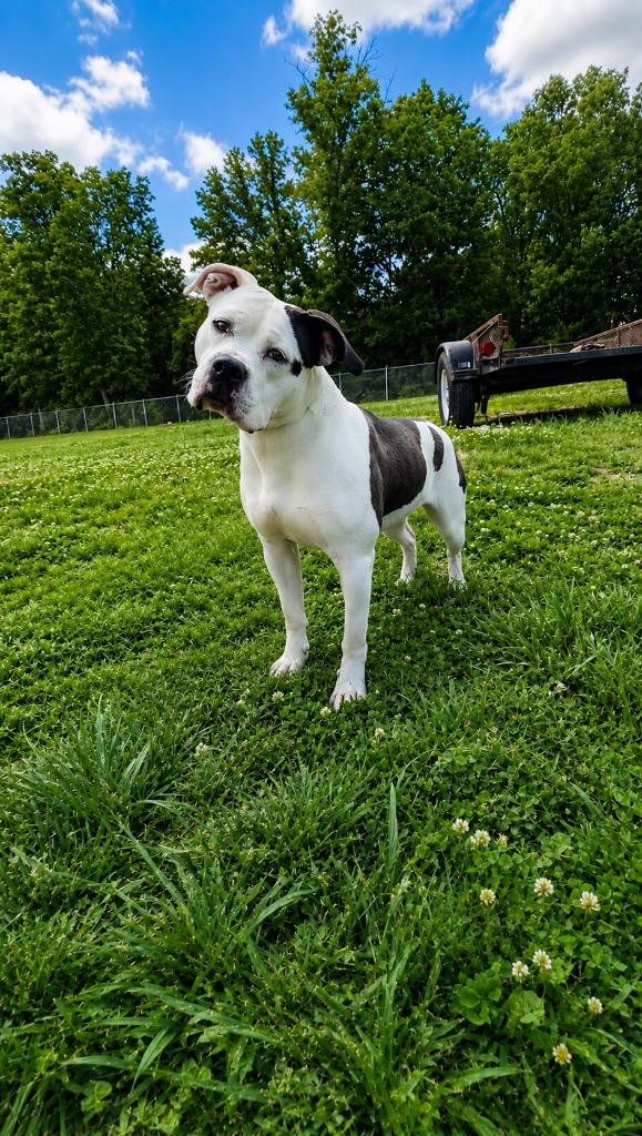 Walawala, a Adoptable Pit Bull Terrier in Chickamauga , GA image 4/4