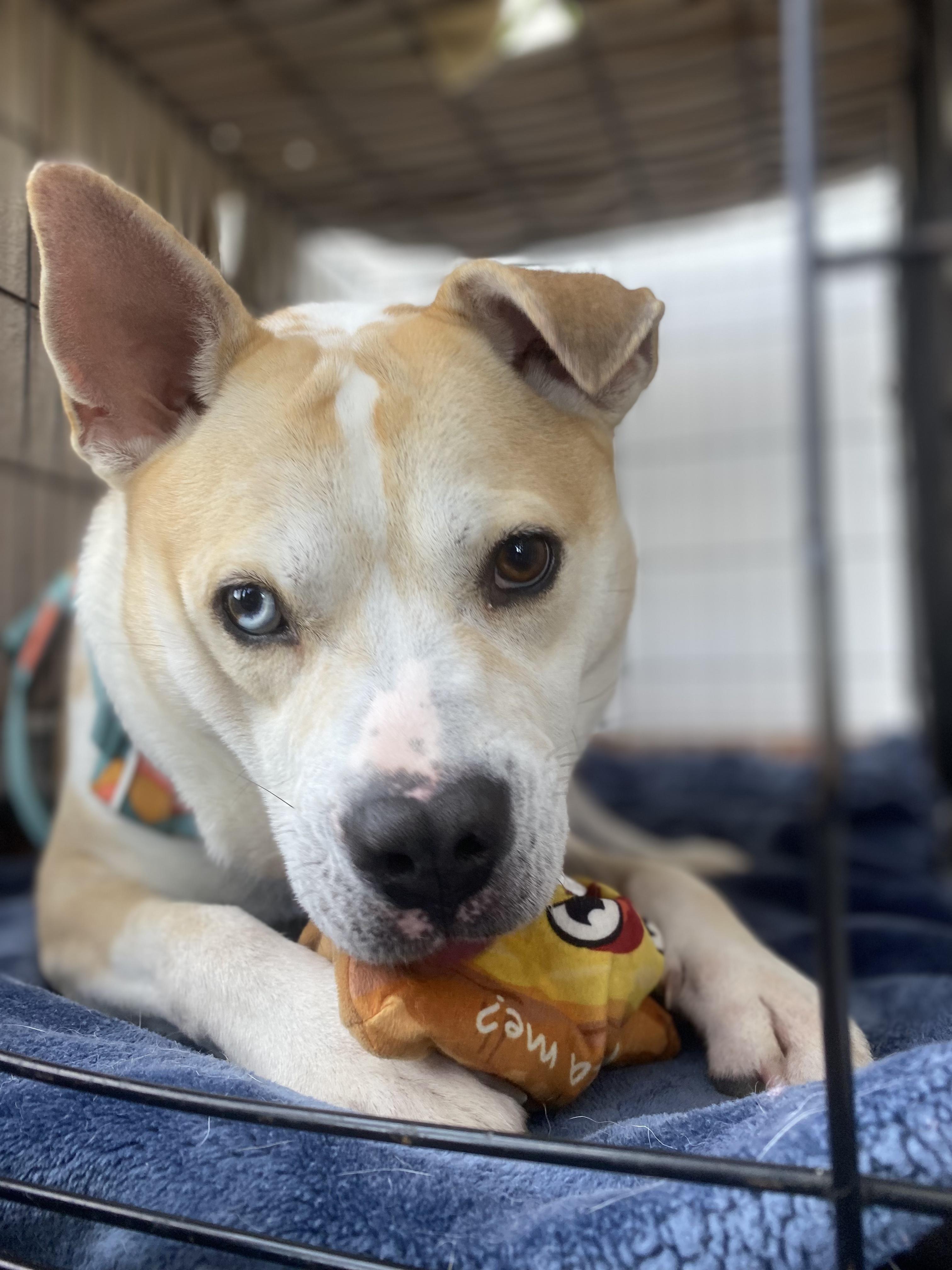 Pluto, a Adopted mixed breed in Brewster, NY image 1/6