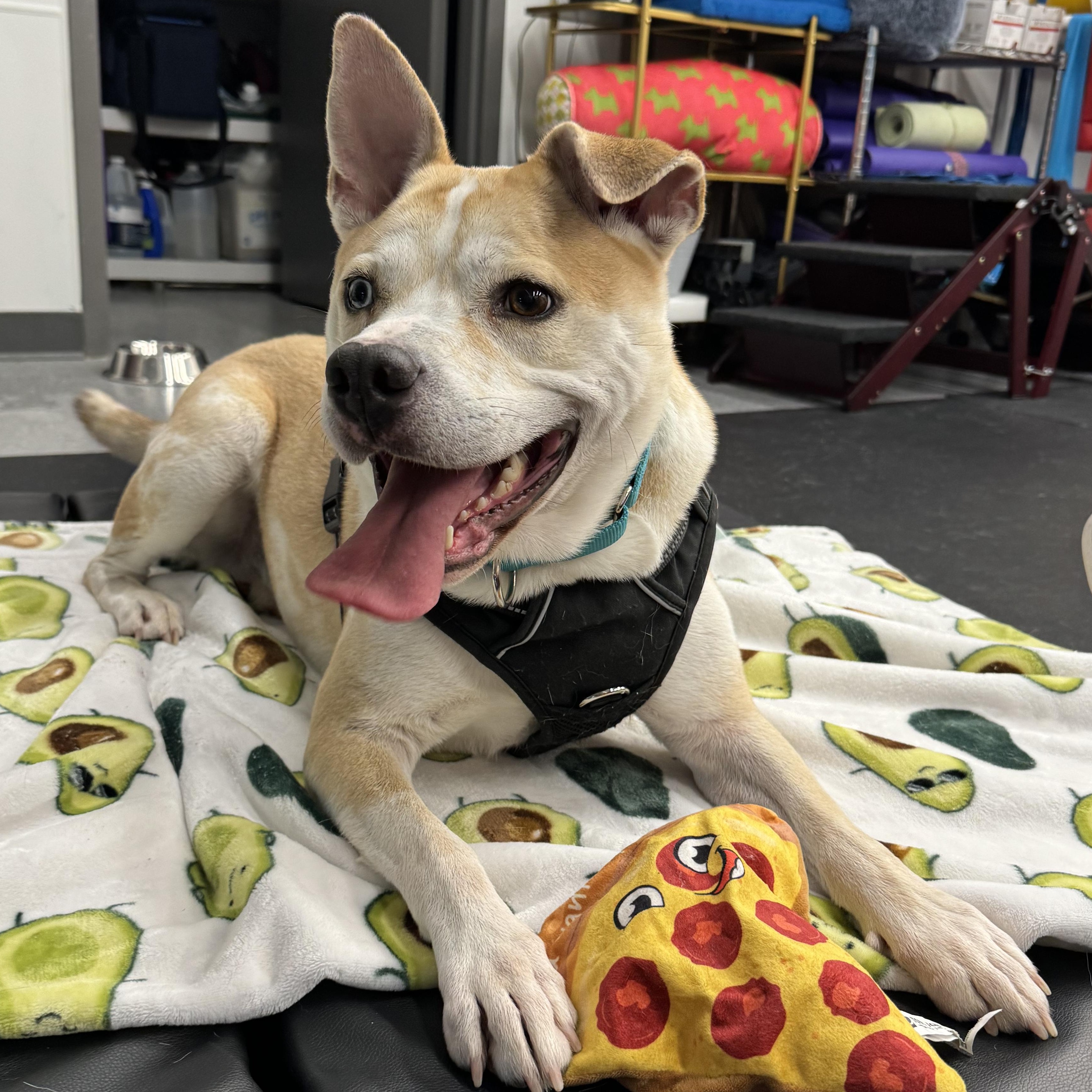 Pluto, a Adopted mixed breed in Brewster, NY image 2/6