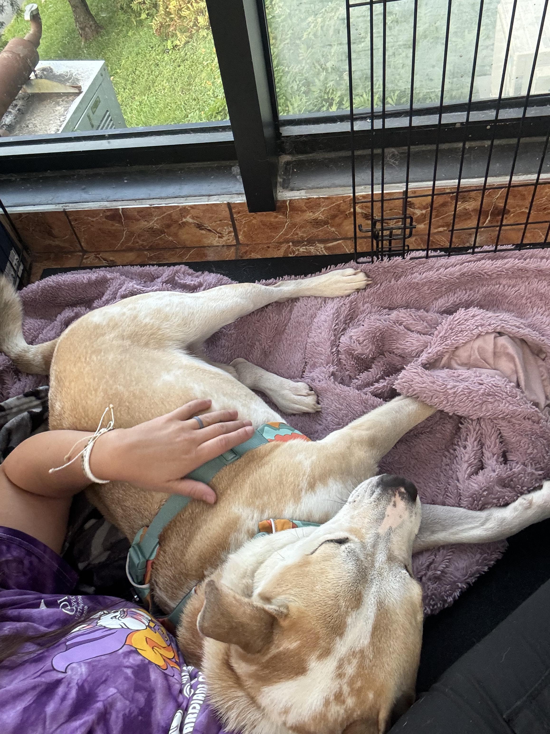 Pluto, a Adopted mixed breed in Brewster, NY image 6/6