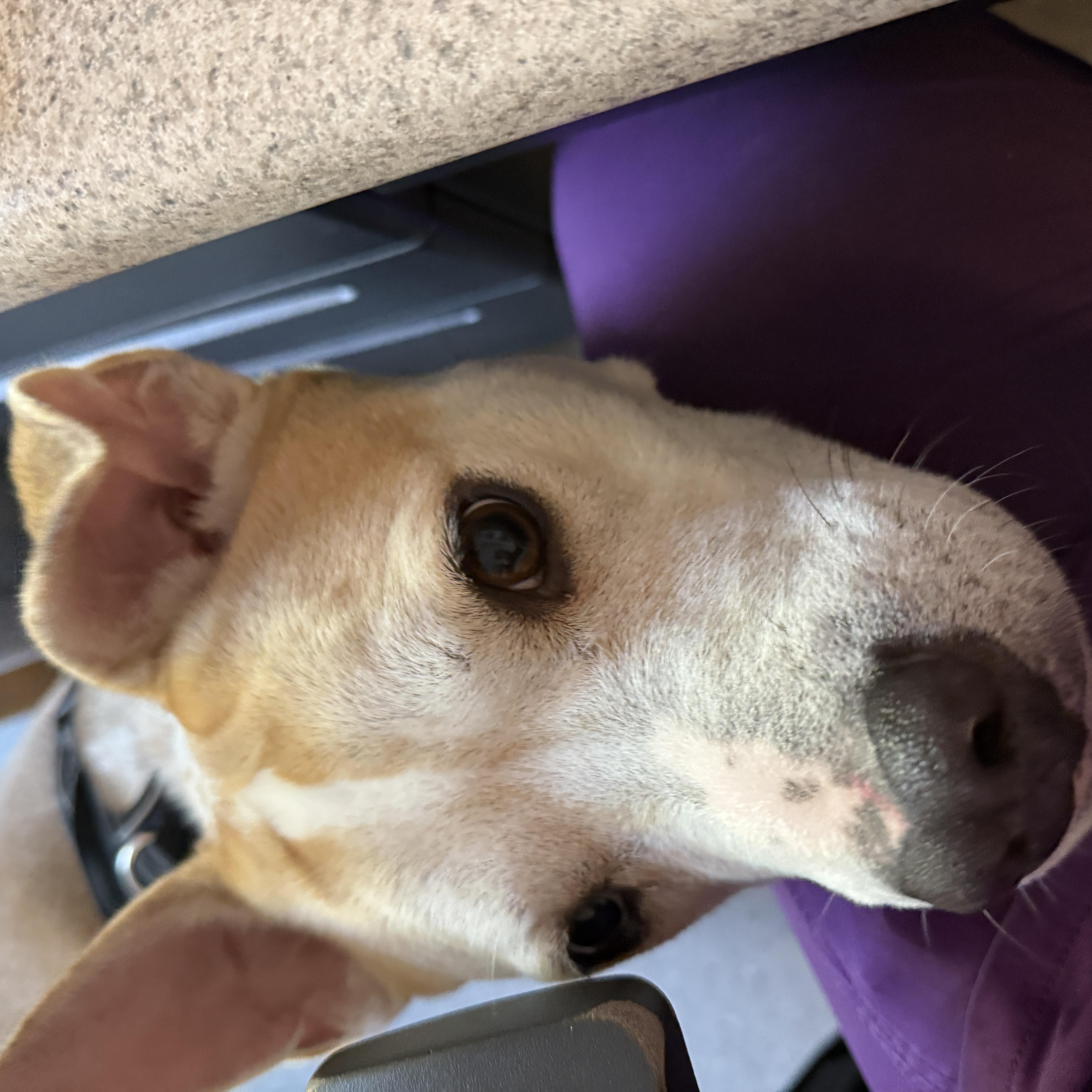 Pluto, a Adopted mixed breed in Brewster, NY image 3/6