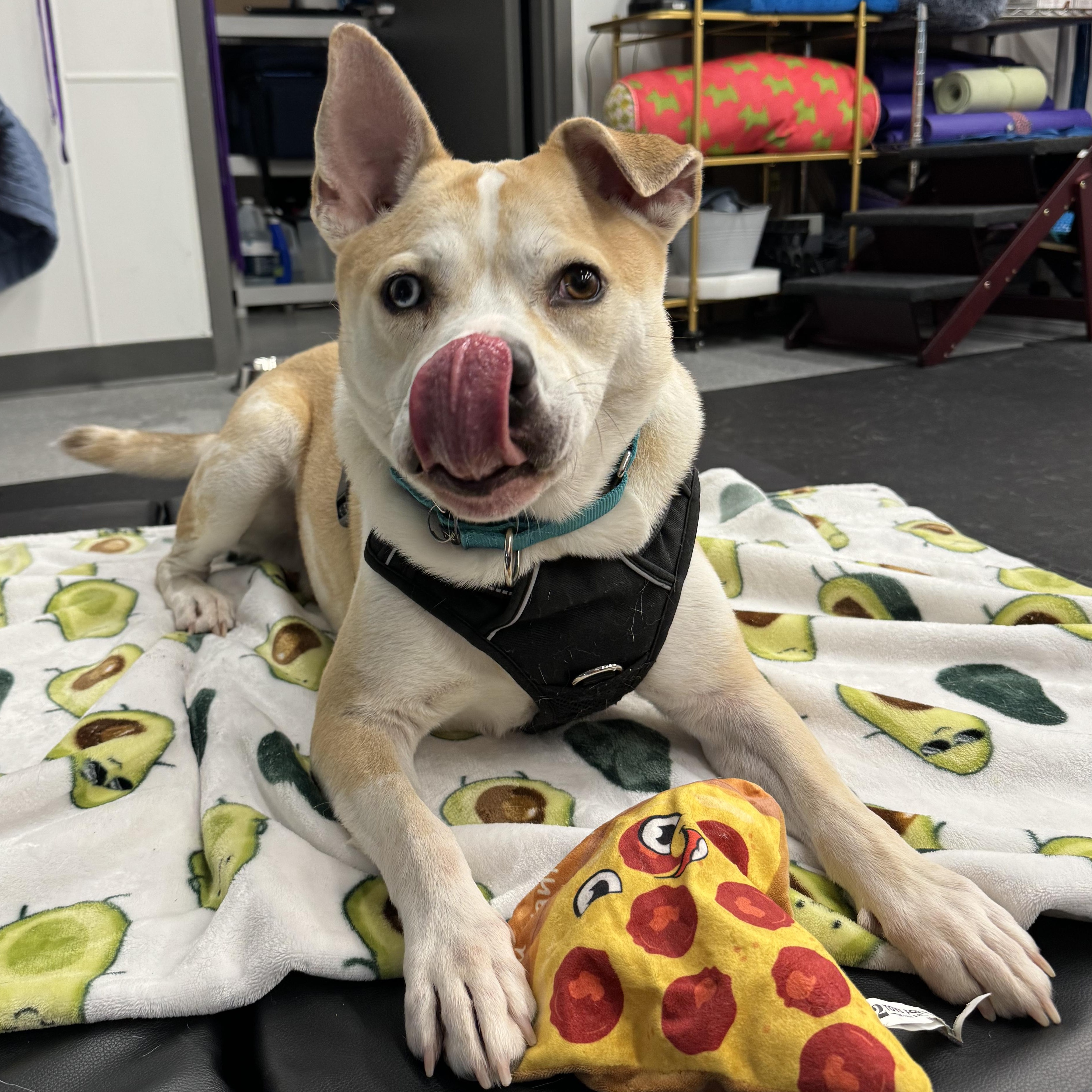 Pluto, a Adopted mixed breed in Brewster, NY image 5/6