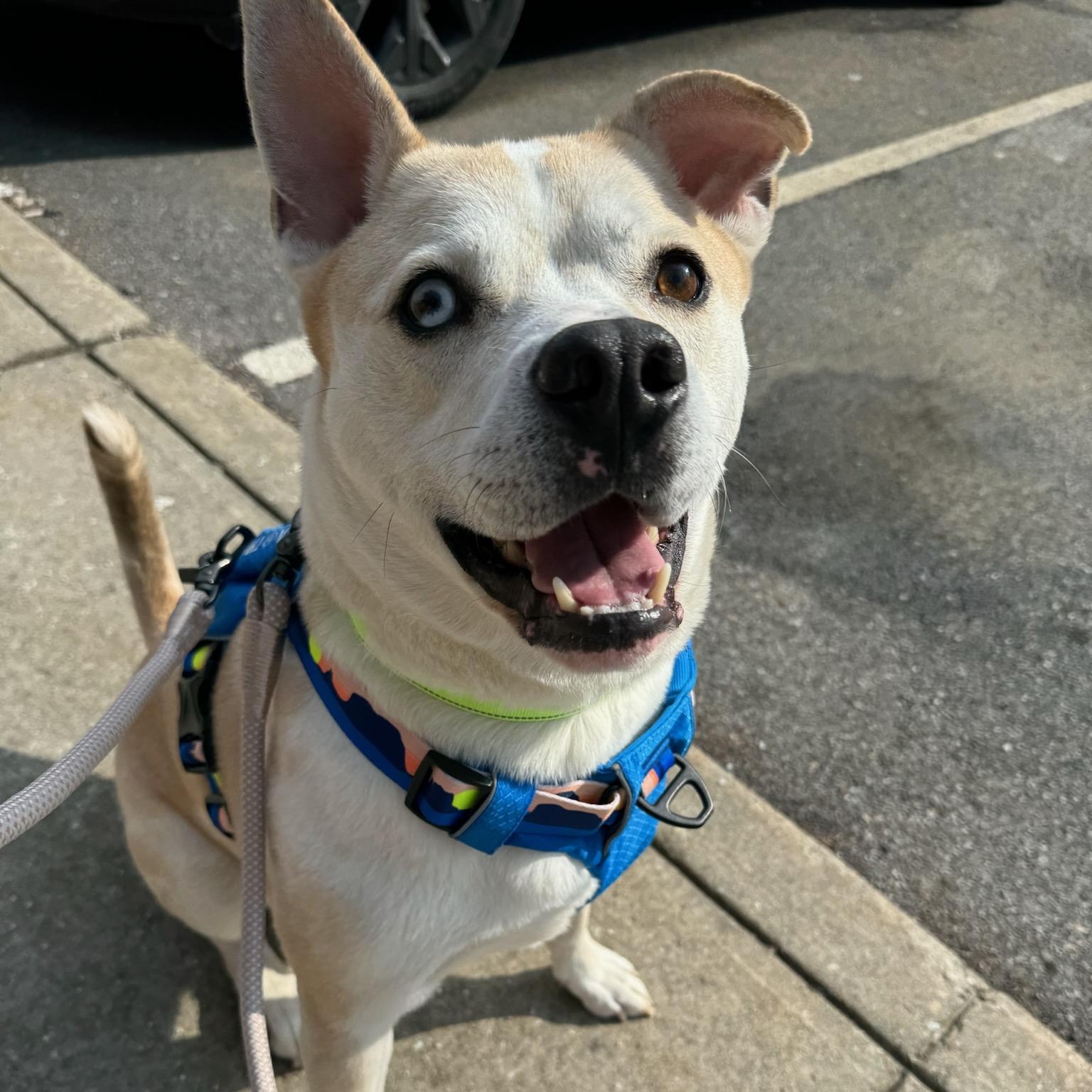 Pluto, adoptable, Adult Male Australian Cattle Dog / Blue Heeler & Husky.