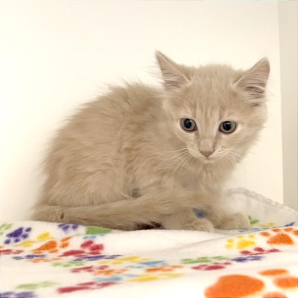 Enlarge Thumbelina, a Adoptable mixed breed in League City, TX image 1/4