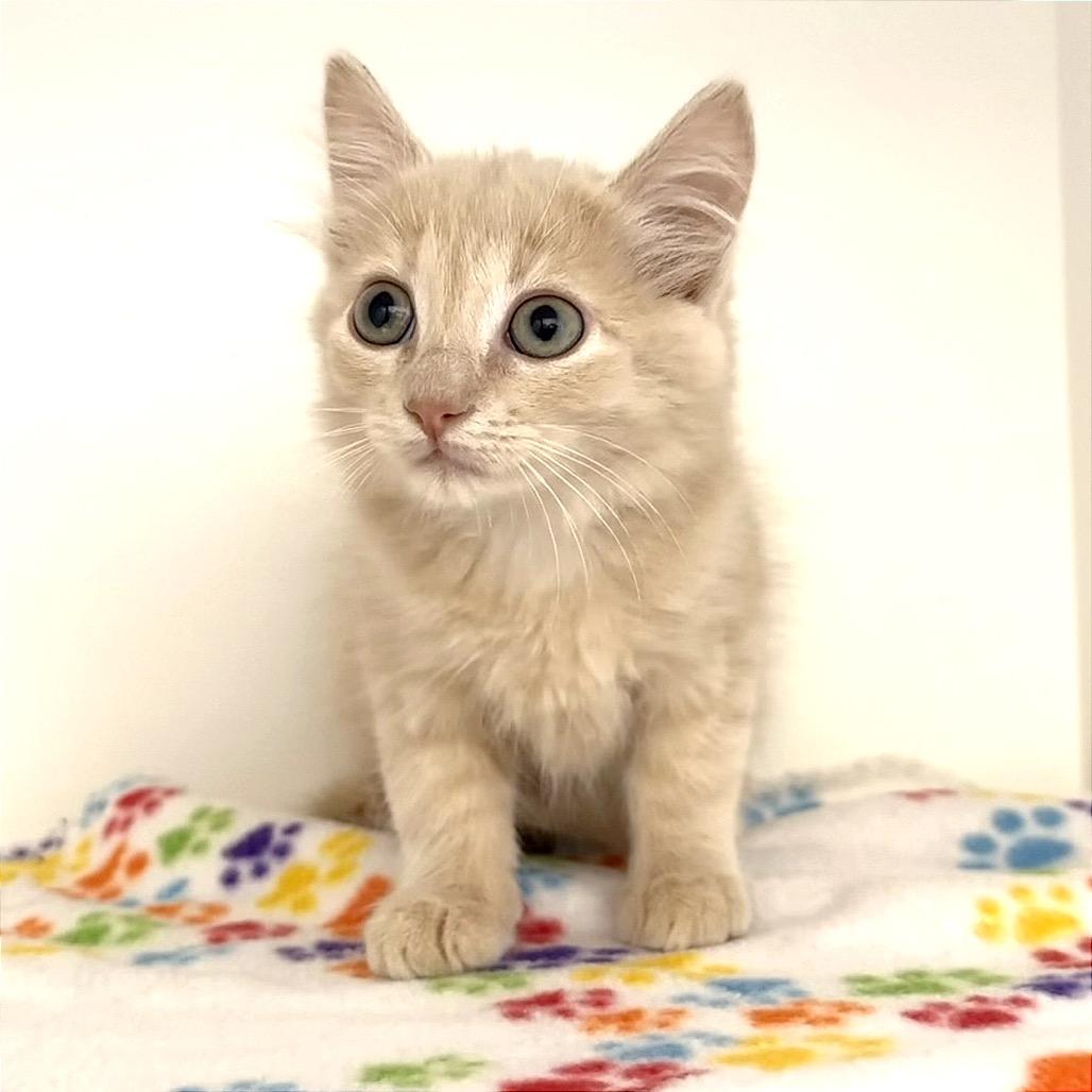 Enlarge Thumbelina, a Adoptable mixed breed in League City, TX image 3/4