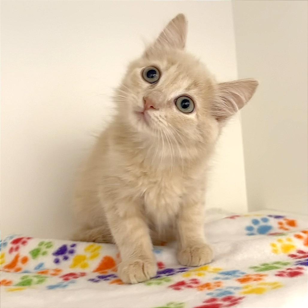 Enlarge Thumbelina, a Adoptable mixed breed in League City, TX image 4/4