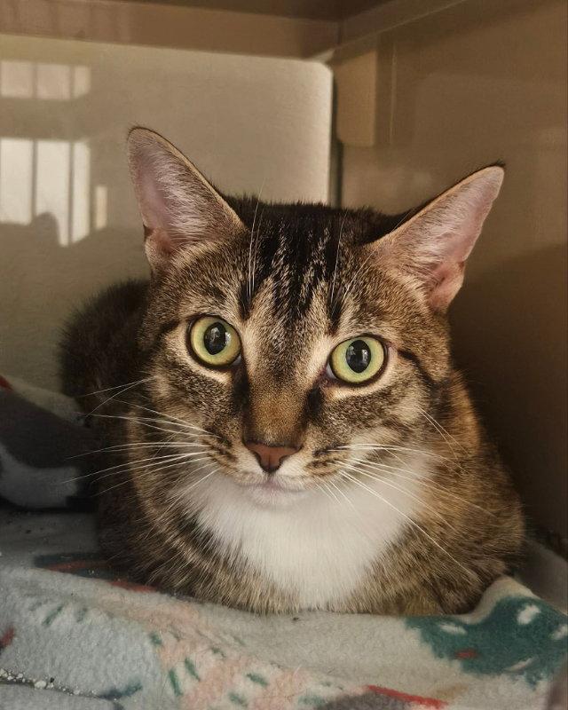 Enlarge Lucy, a Adoptable Domestic Short Hair in Gonic, NH image 1/3