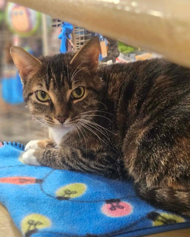 Enlarge Lucy, a Adoptable Domestic Short Hair in Gonic, NH image 2/3