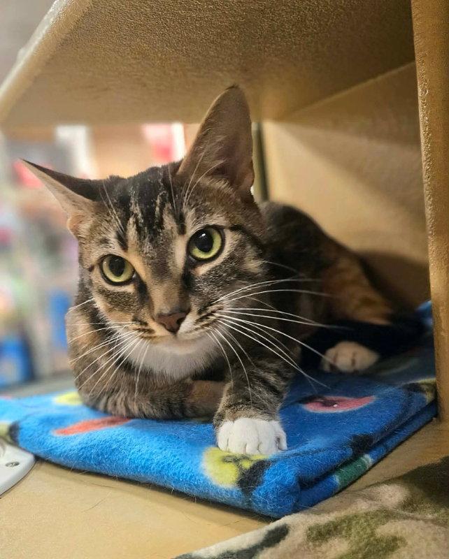 Enlarge Lucy, a Adoptable Domestic Short Hair in Gonic, NH image 3/3