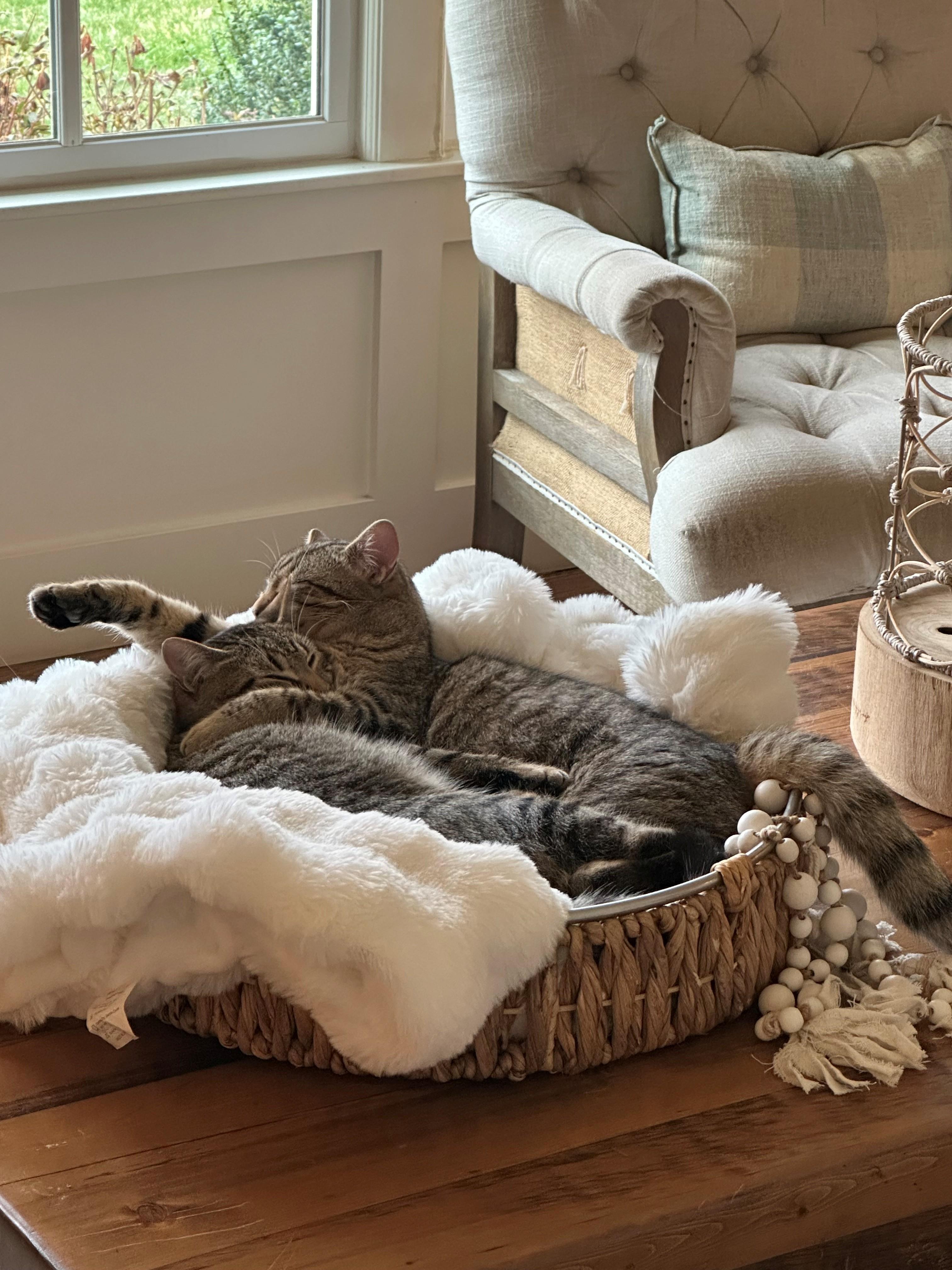 Enlarge Sunshine & Roses (bonded pair of brother), an adopted Domestic Short Hair in Nashville, TN image 1/1