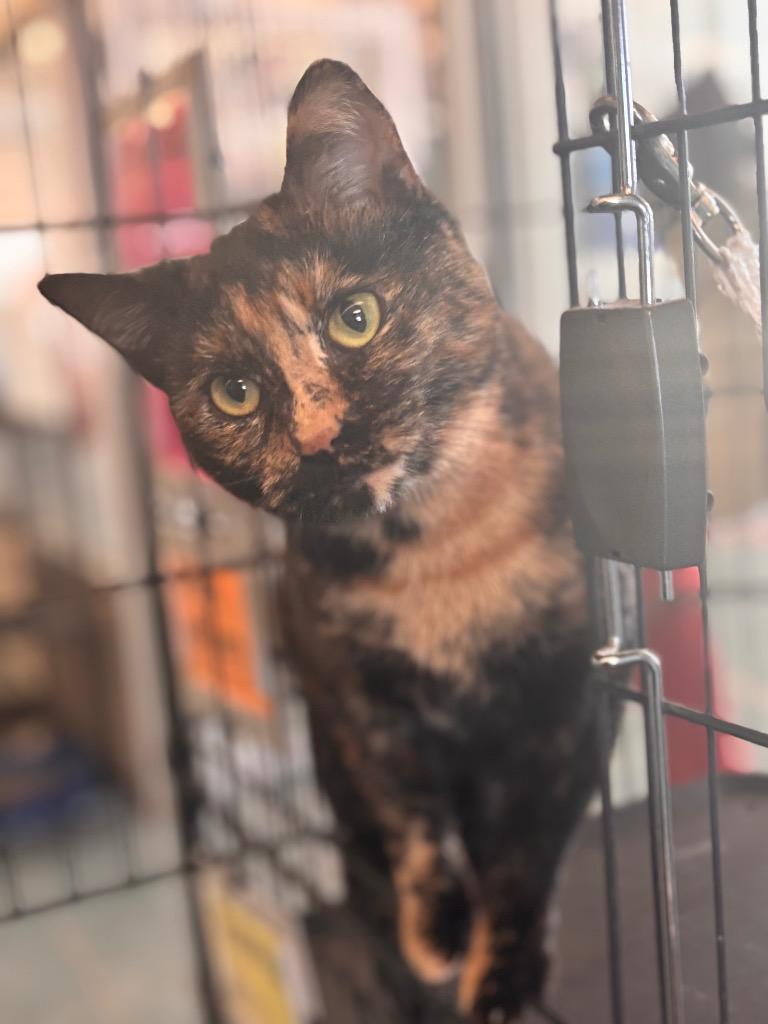 Cordelia thumbnail 2