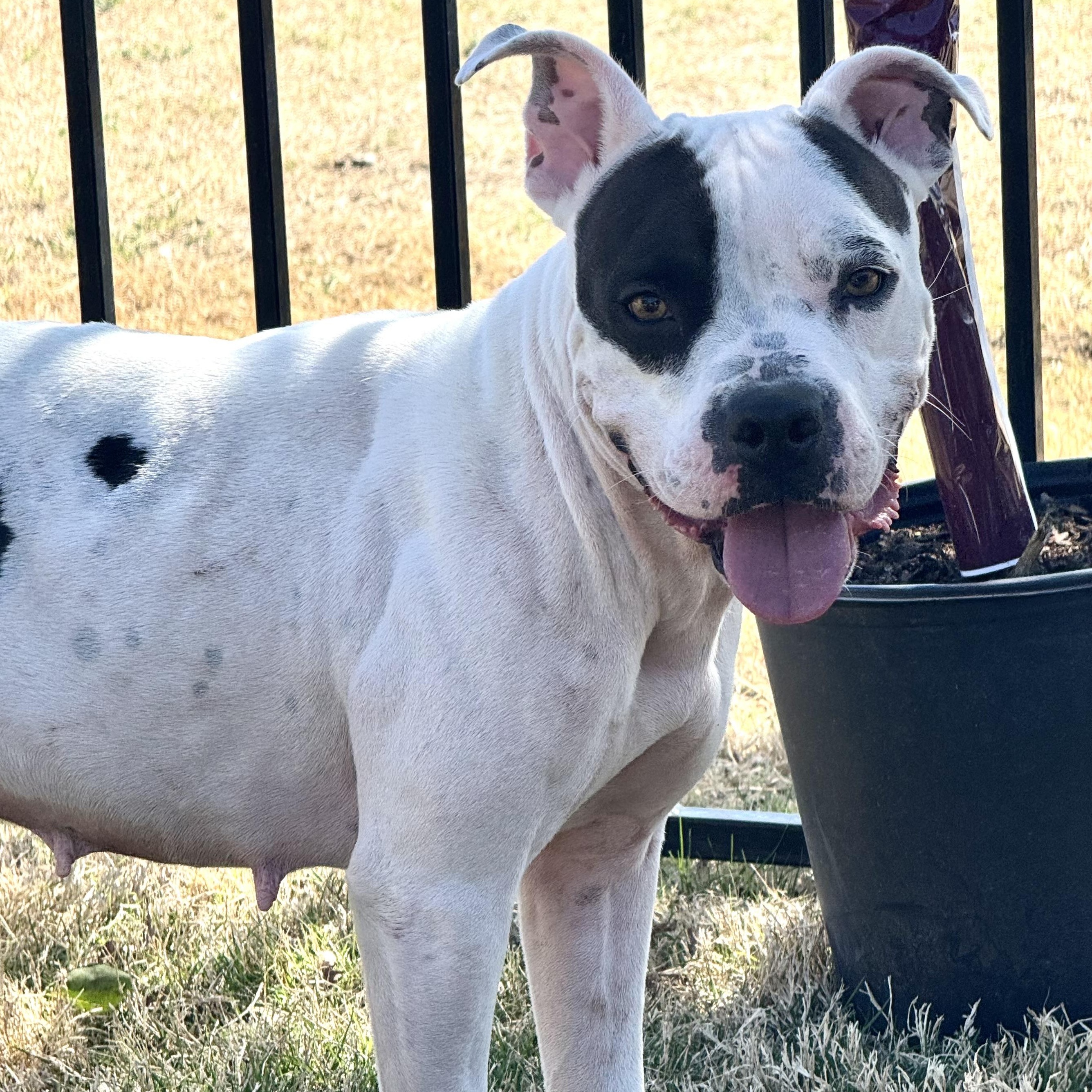 Enlarge Penelope, a Adoptable mixed breed in Krum, TX image 2/6