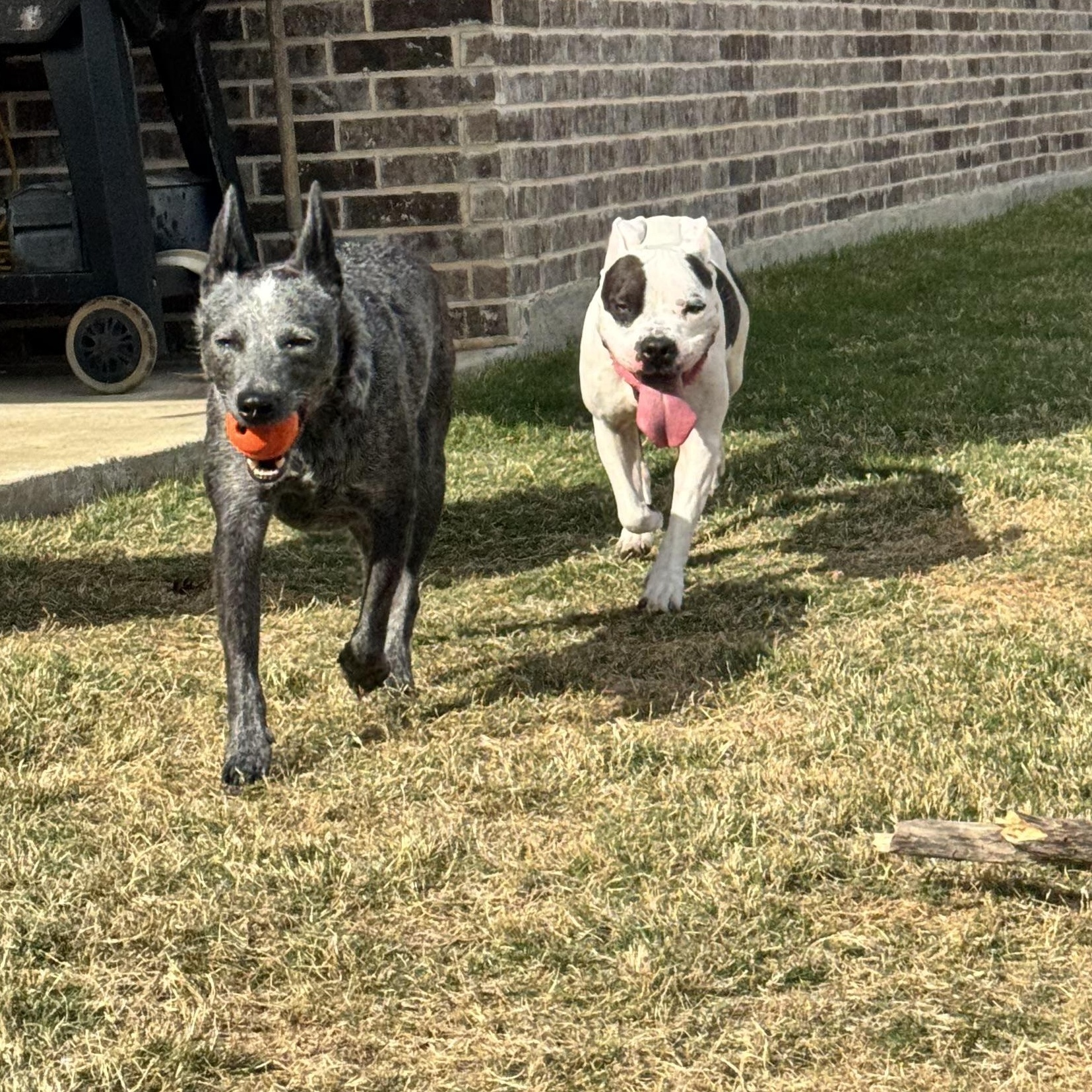 Enlarge Penelope, a Adoptable mixed breed in Krum, TX image 6/6