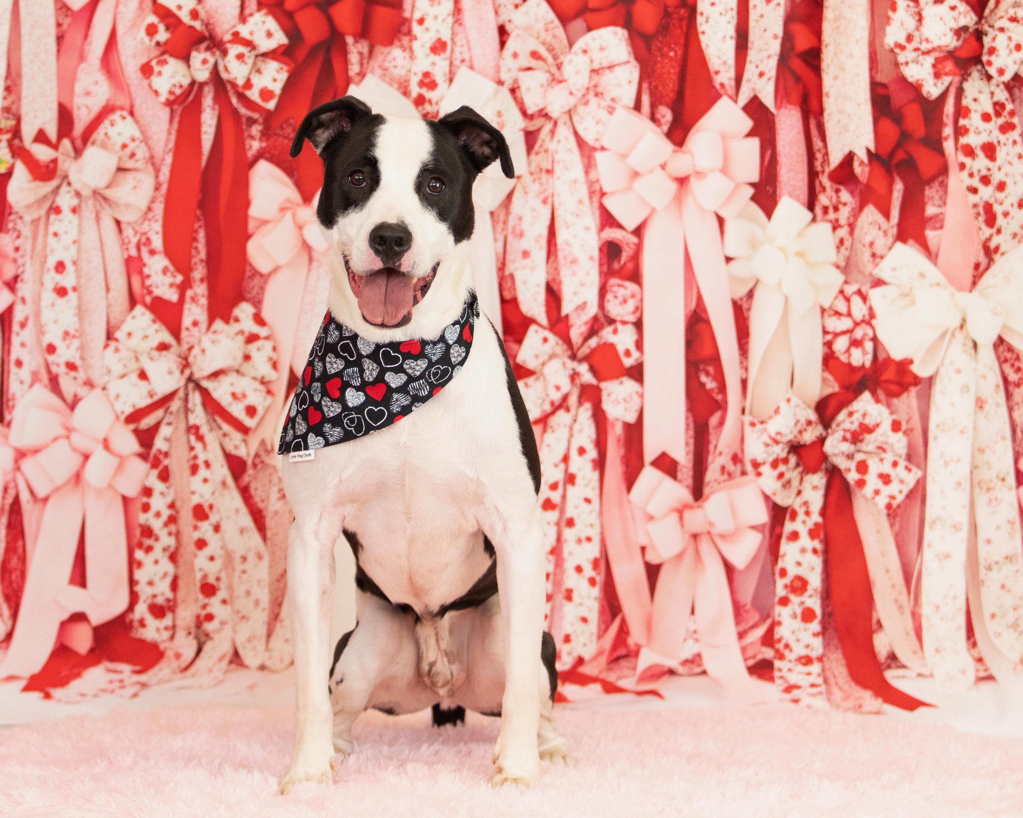 Enlarge Toad, a ADOPTABLE mixed breed in Scottsdale, AZ image 3/4