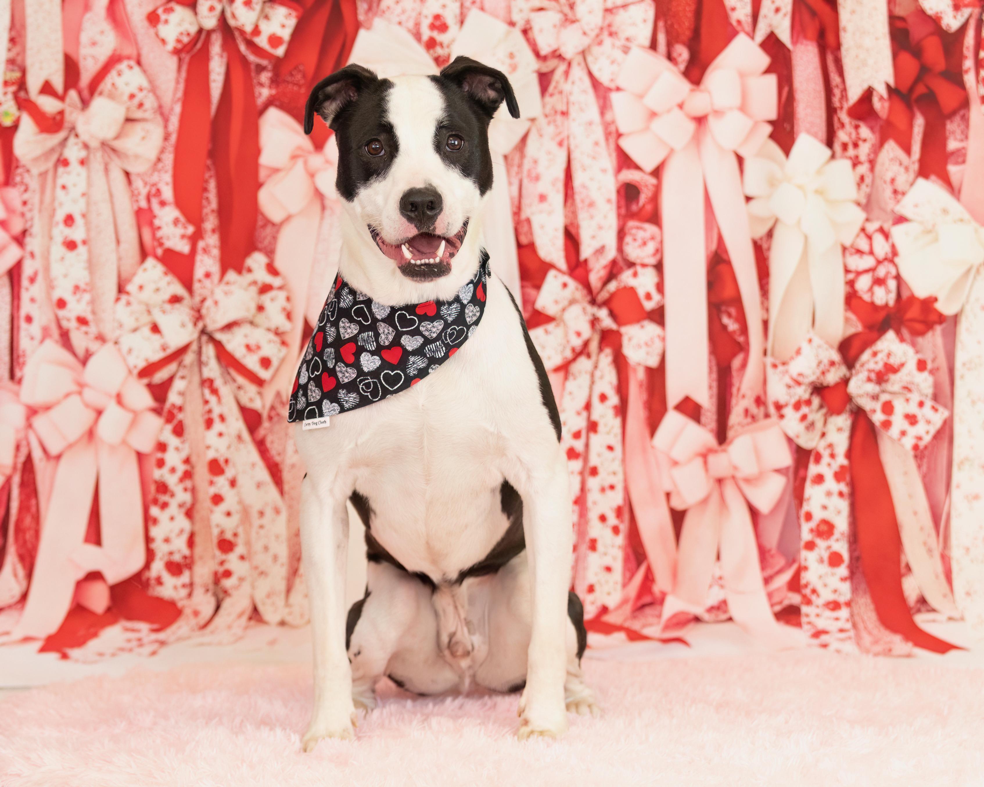 Enlarge Toad, a ADOPTABLE mixed breed in Scottsdale, AZ image 4/4