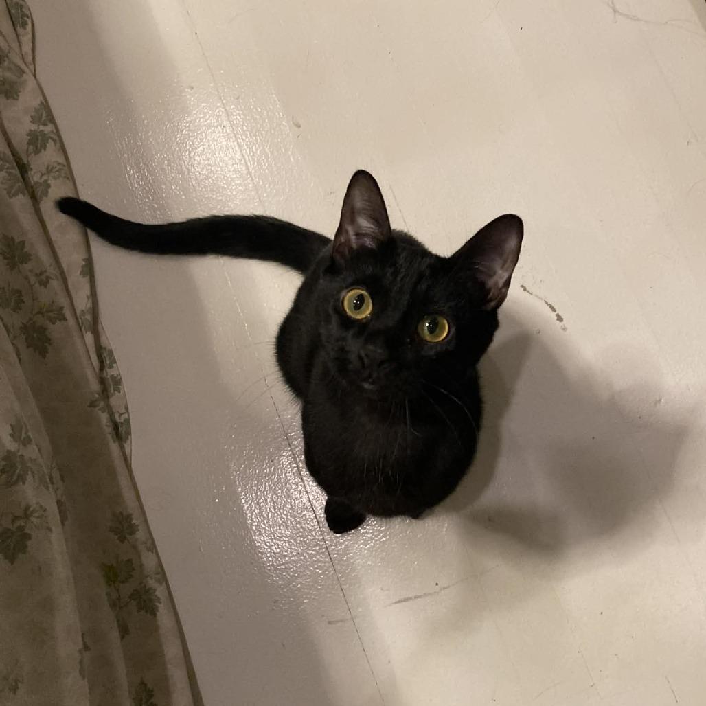 Smokey (Bonded w/The Bandit) — thumbnail 2