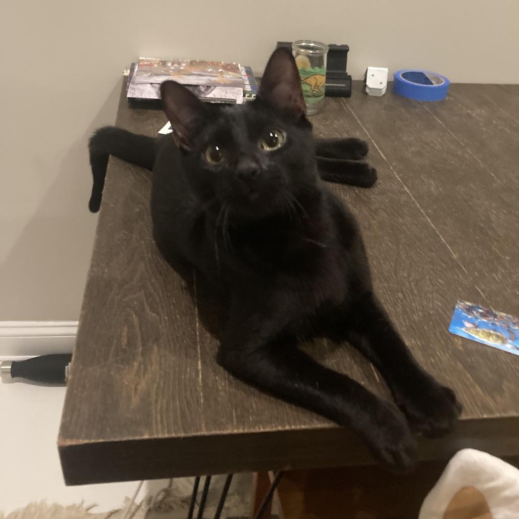 Smokey (Bonded w/The Bandit) — thumbnail 3