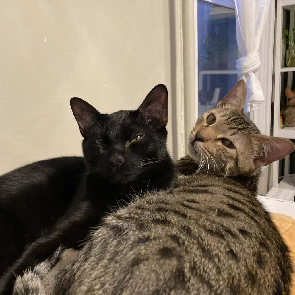 Smokey (Bonded w/The Bandit) — thumbnail 4