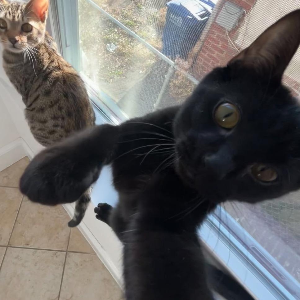 Smokey (Bonded w/The Bandit) — thumbnail 6