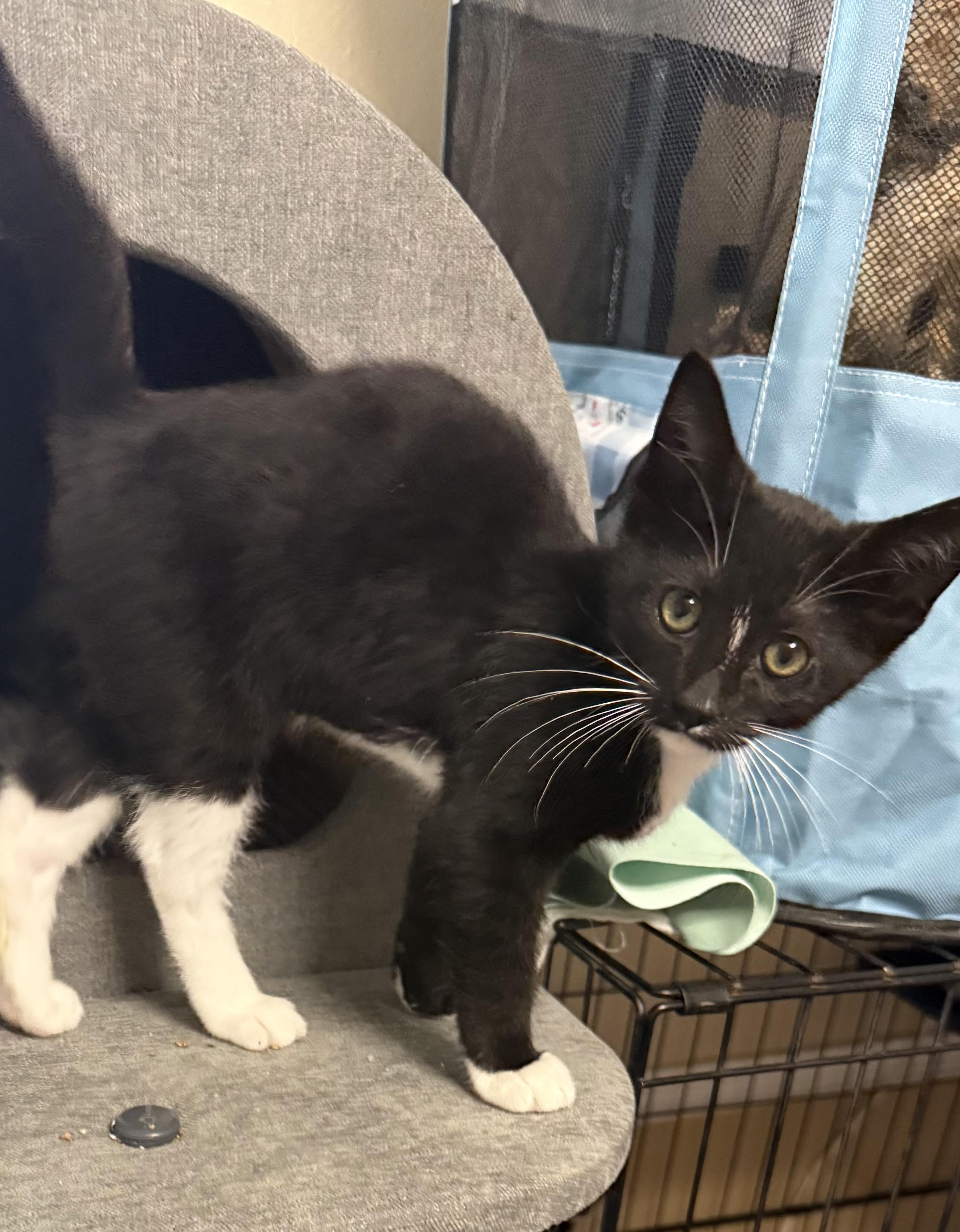 Foxglove, a ADOPTABLE Tuxedo in Oakley, CA image 3/4