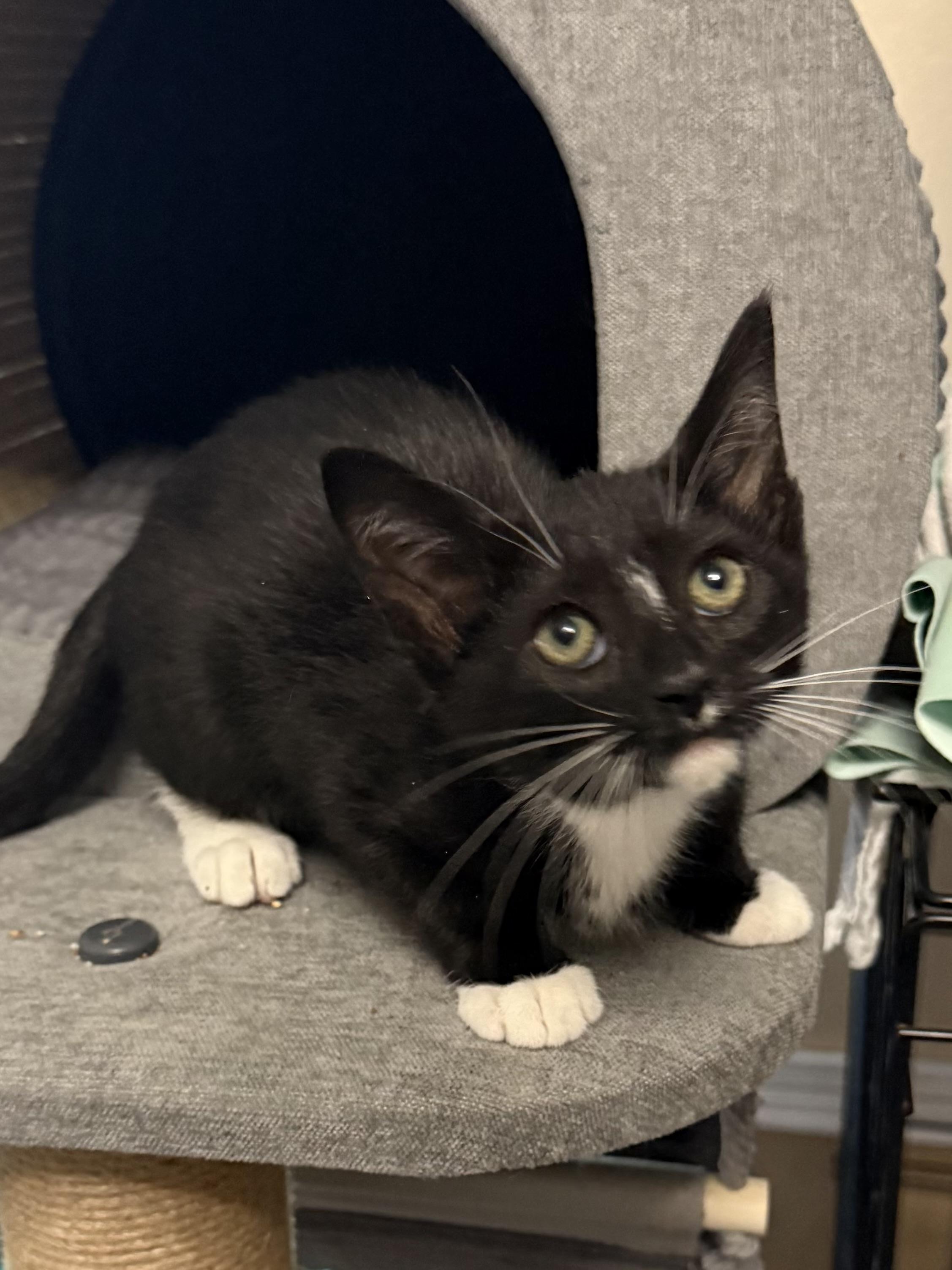Foxglove, a ADOPTABLE Tuxedo in Oakley, CA image 2/4