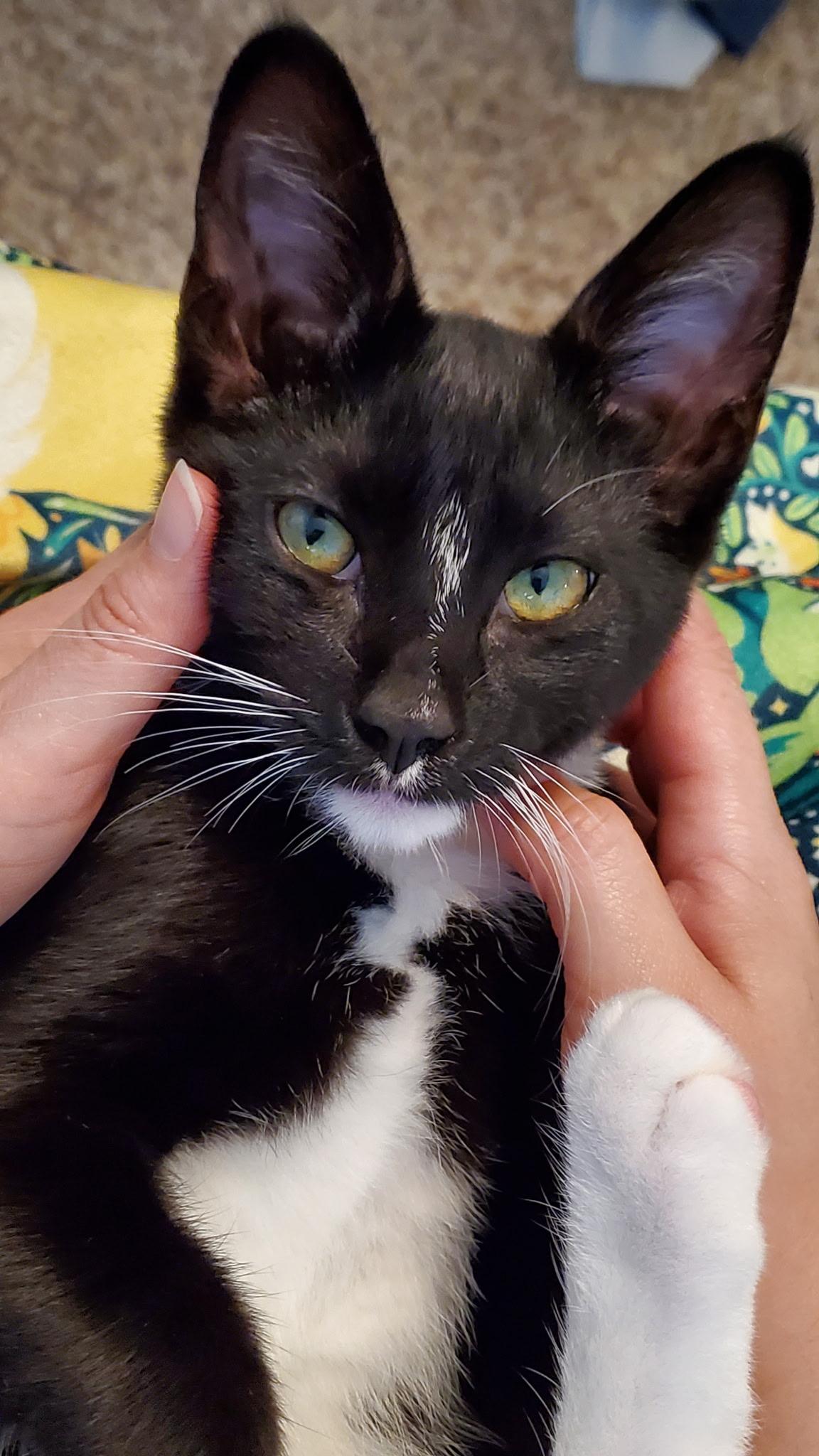 Foxglove, ADOPTABLE, Kitten Male Tuxedo.