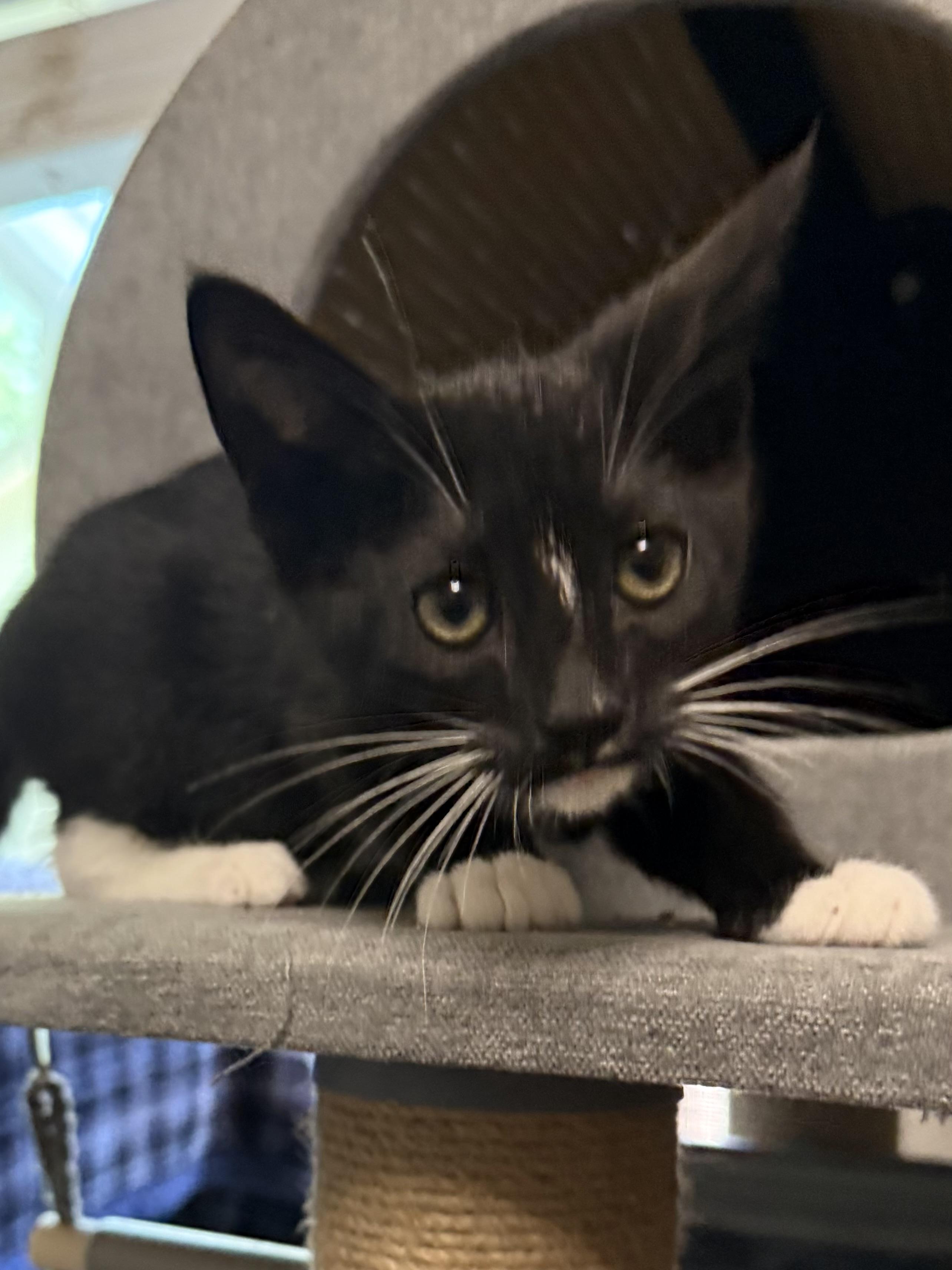 Foxglove, ADOPTABLE, Kitten Male Tuxedo.