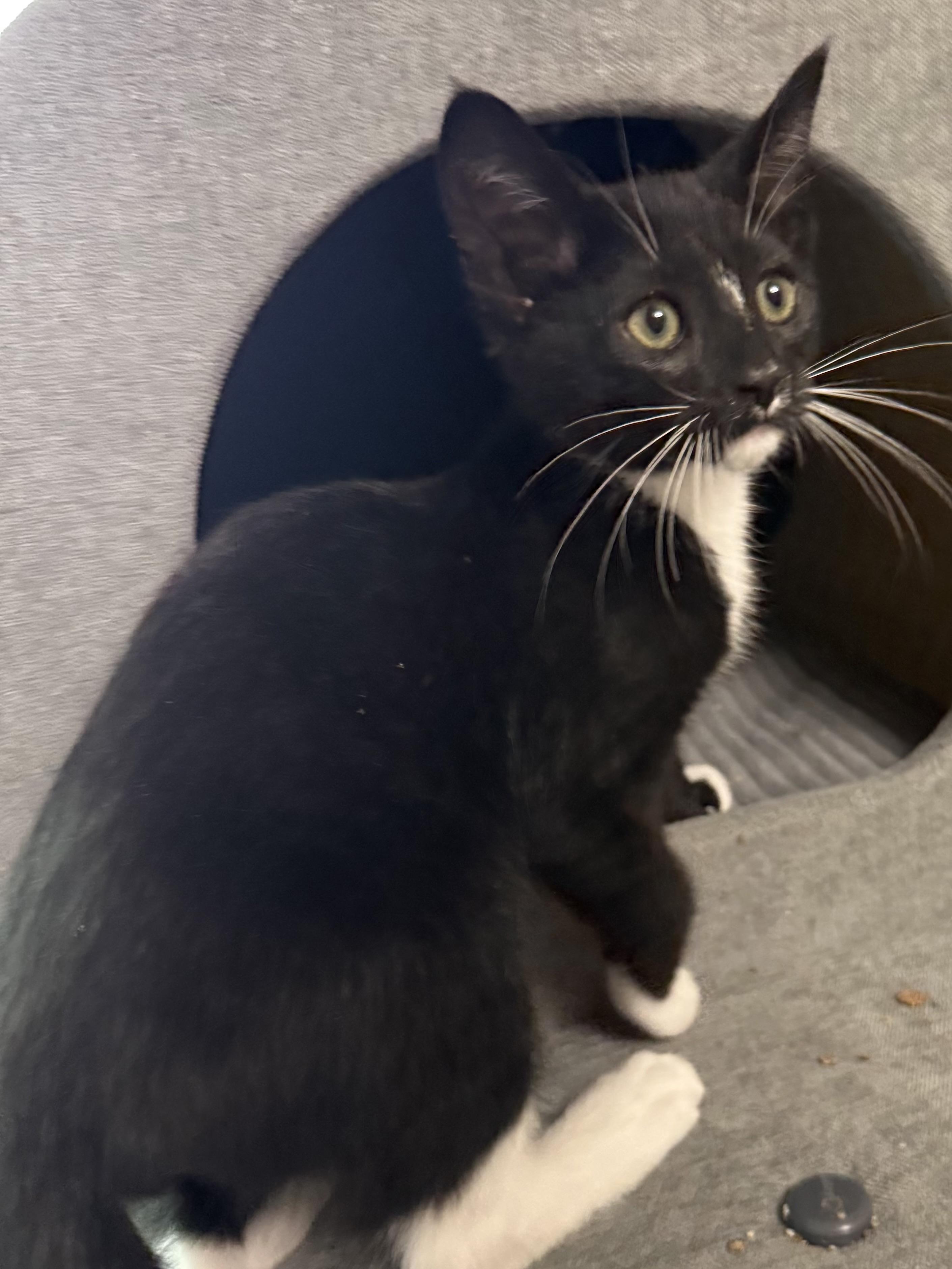 Foxglove, a ADOPTABLE Tuxedo in Oakley, CA image 4/4