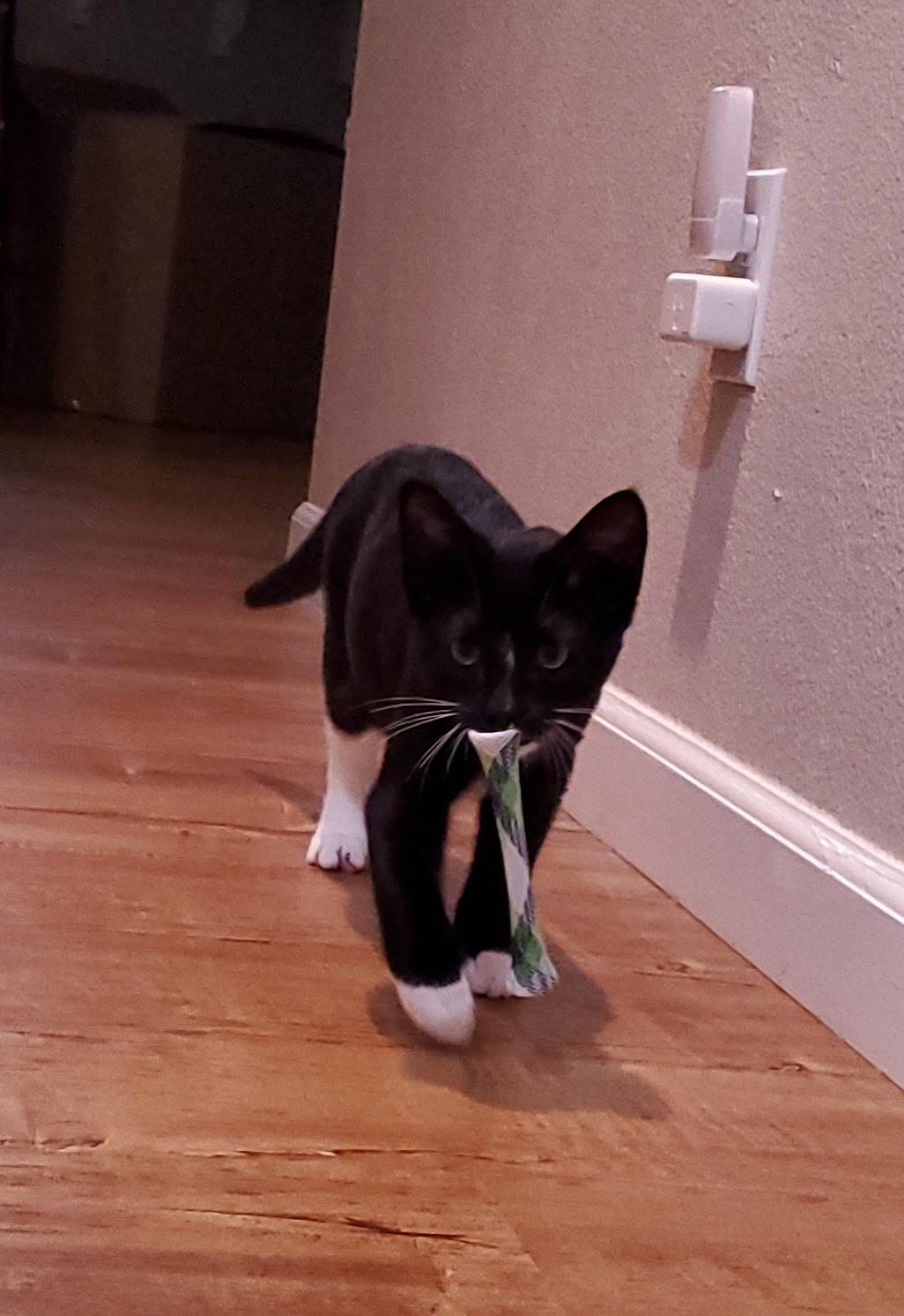 Enlarge Foxglove, a ADOPTABLE Tuxedo in Oakley, CA image 6/6