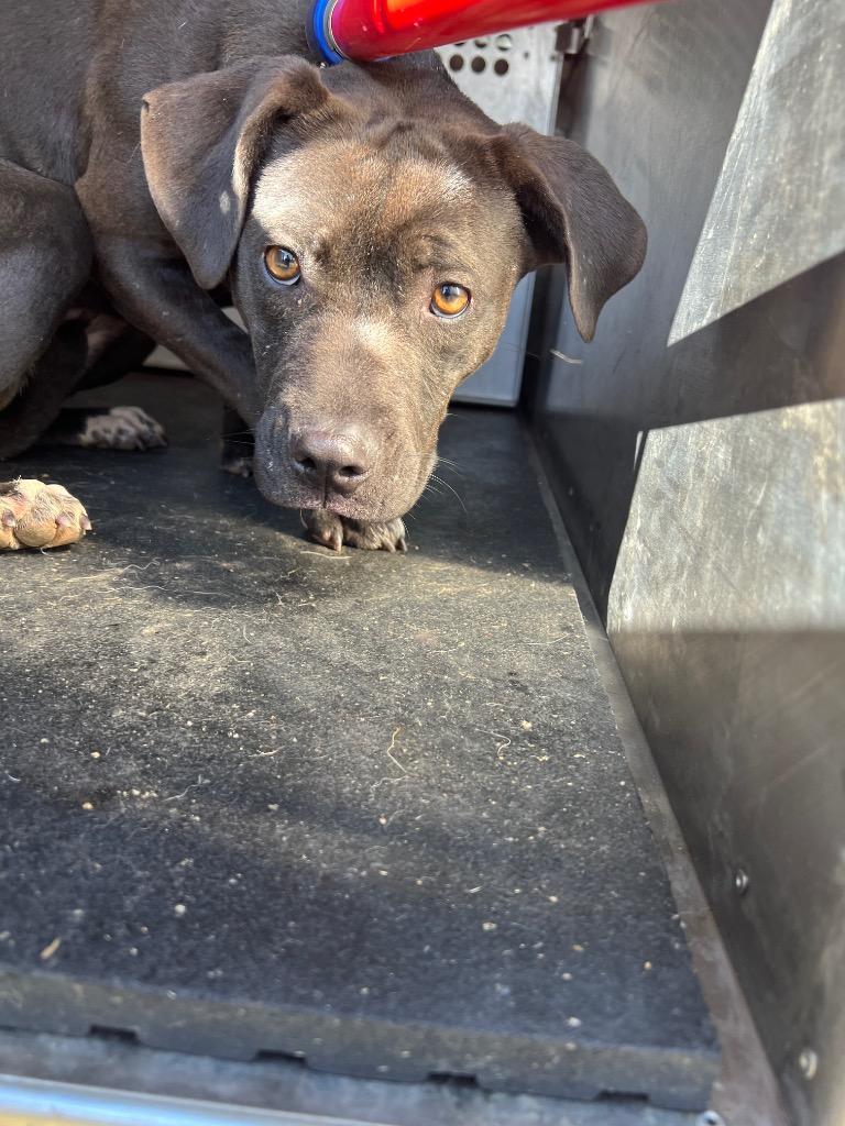 Cherrypie, Adoptable, Young Female Mixed Breed.