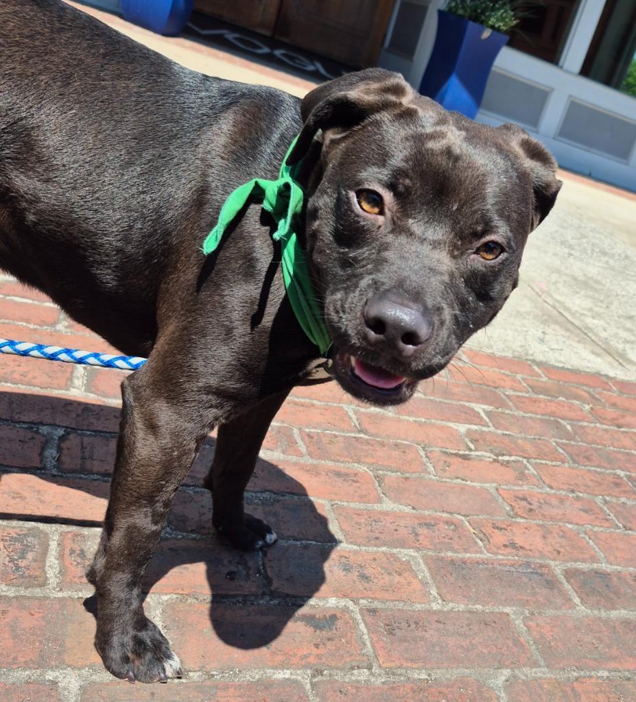 Enlarge Cherrypie, a Adoptable mixed breed in Rome, GA image 2/4