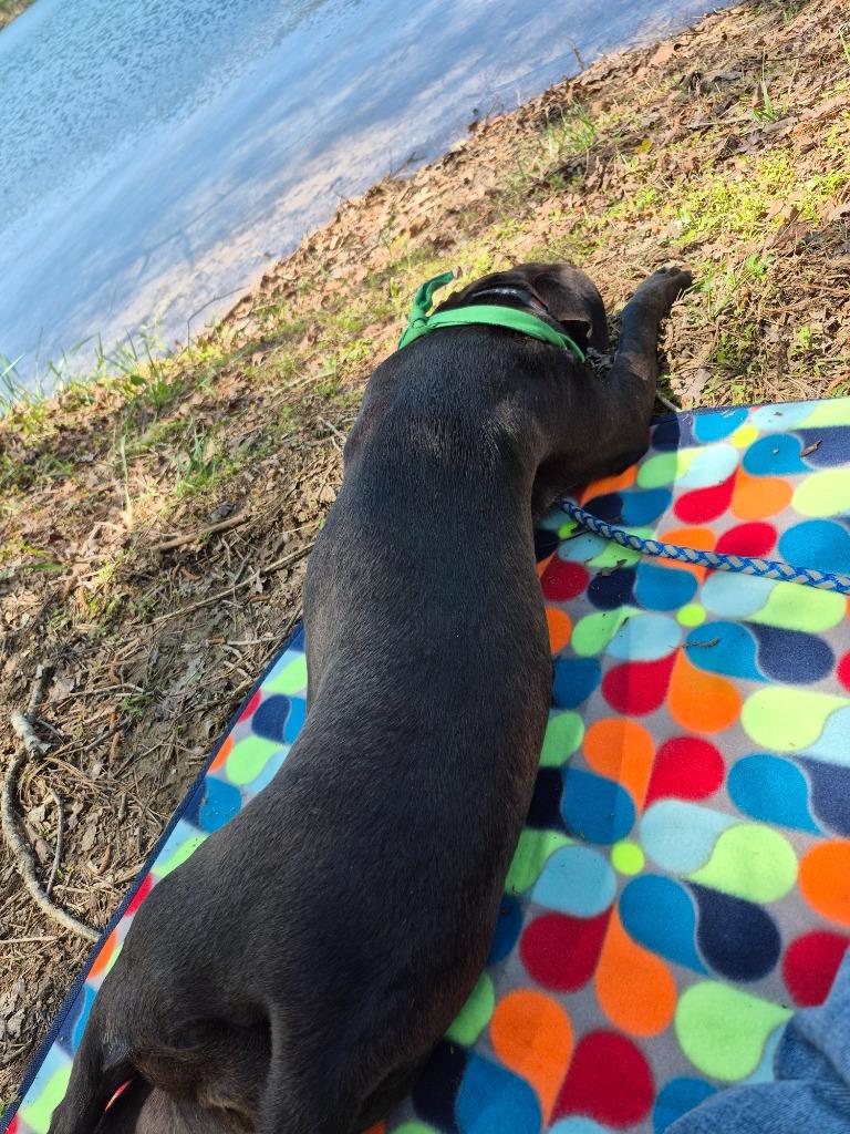 Enlarge Cherrypie, a Adoptable mixed breed in Rome, GA image 3/4